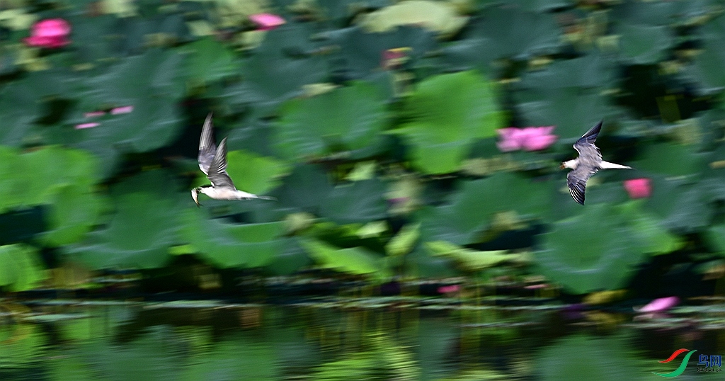 DSC_2661.JPG