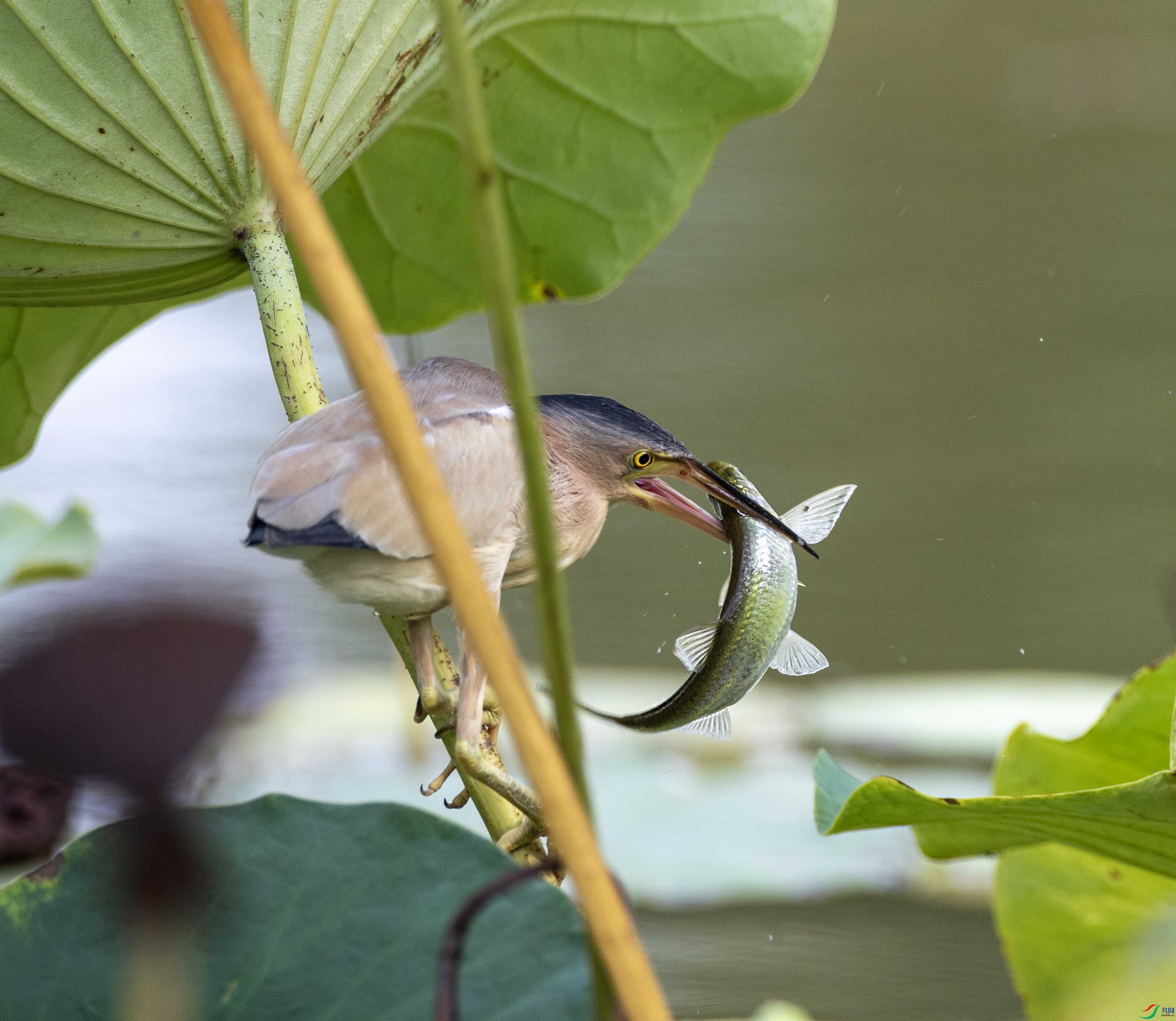 1-��xt4L2A6339 ����.jpg