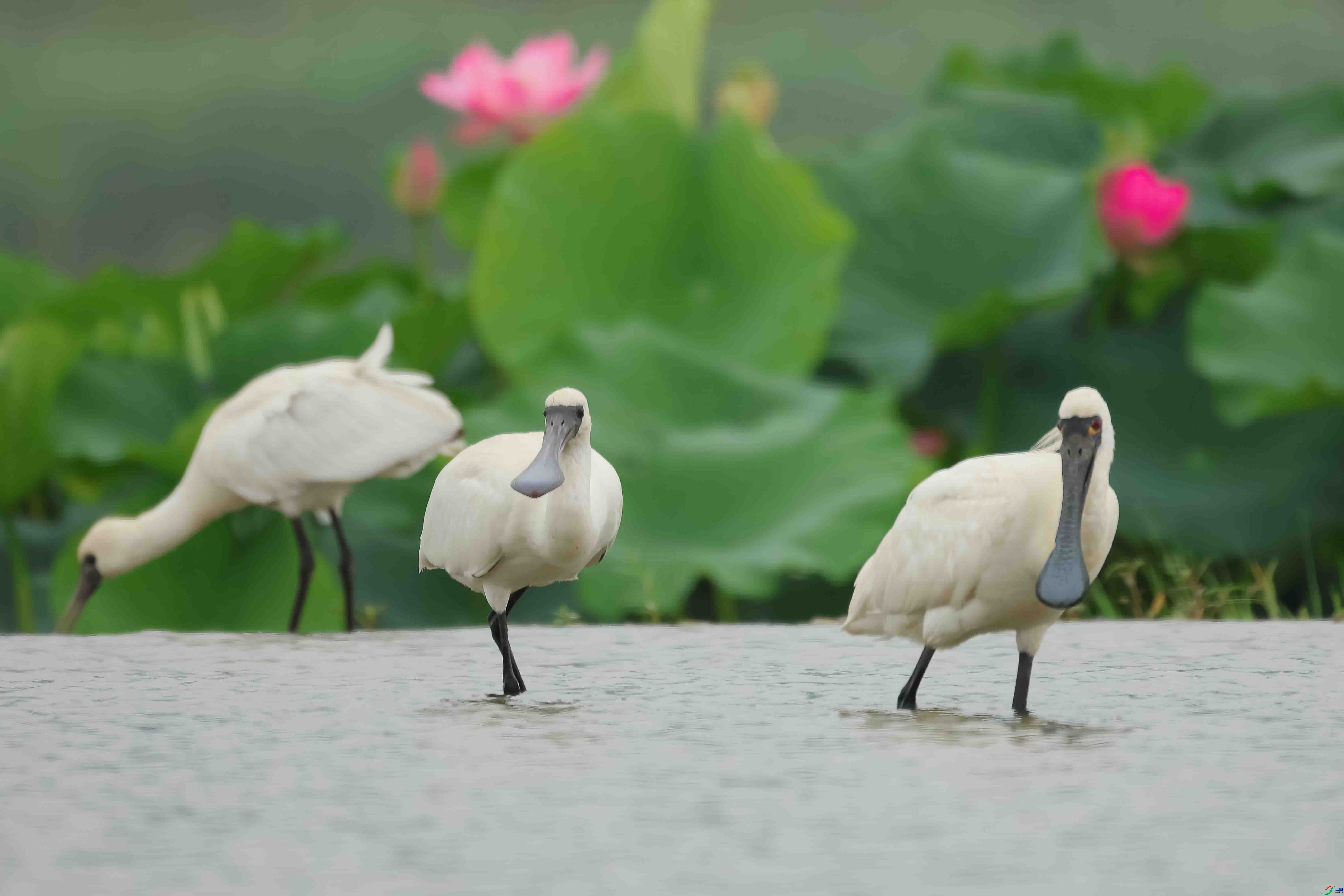 56 0Q3A5877 ����.jpg