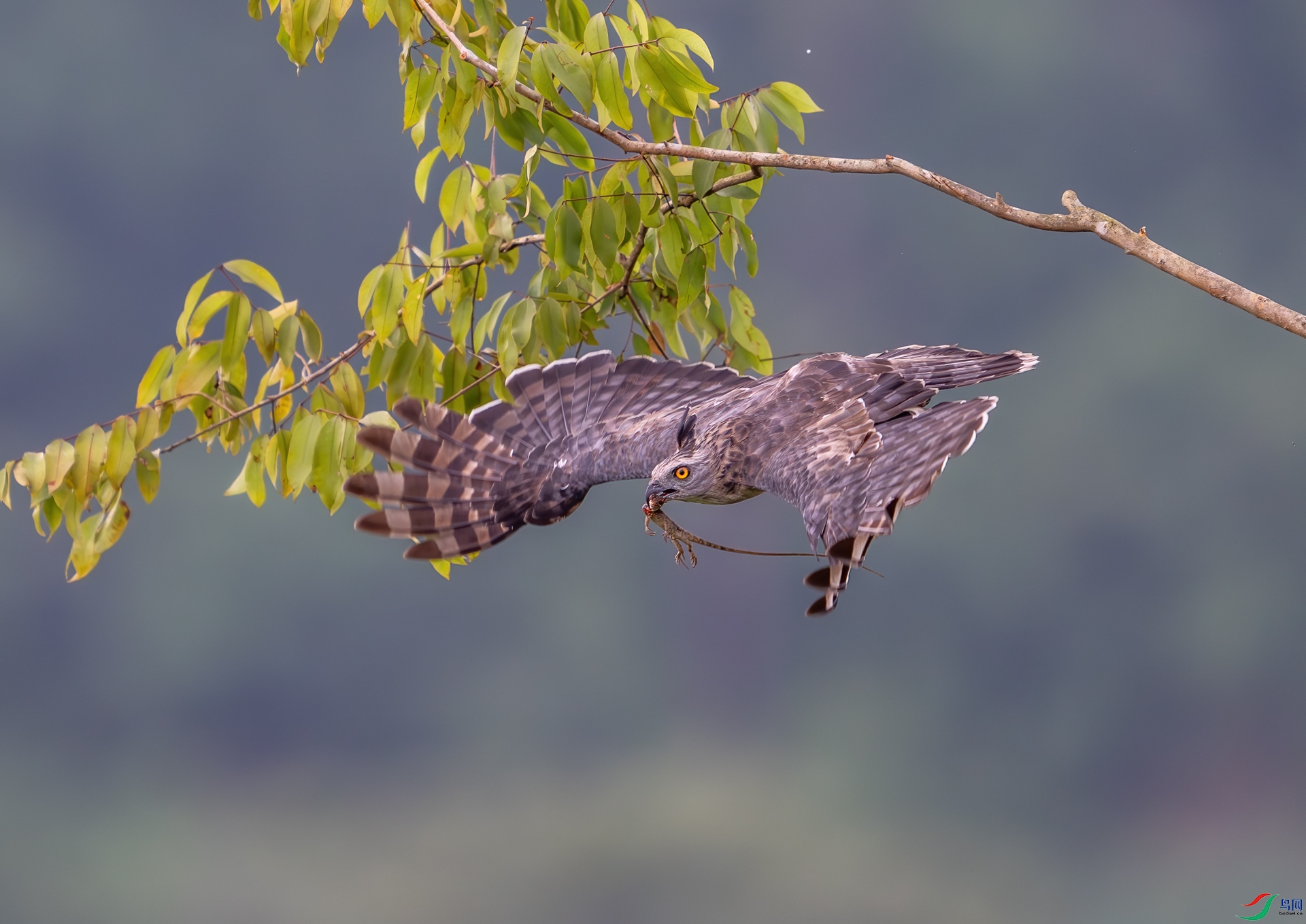 DSC_2673-1.jpg