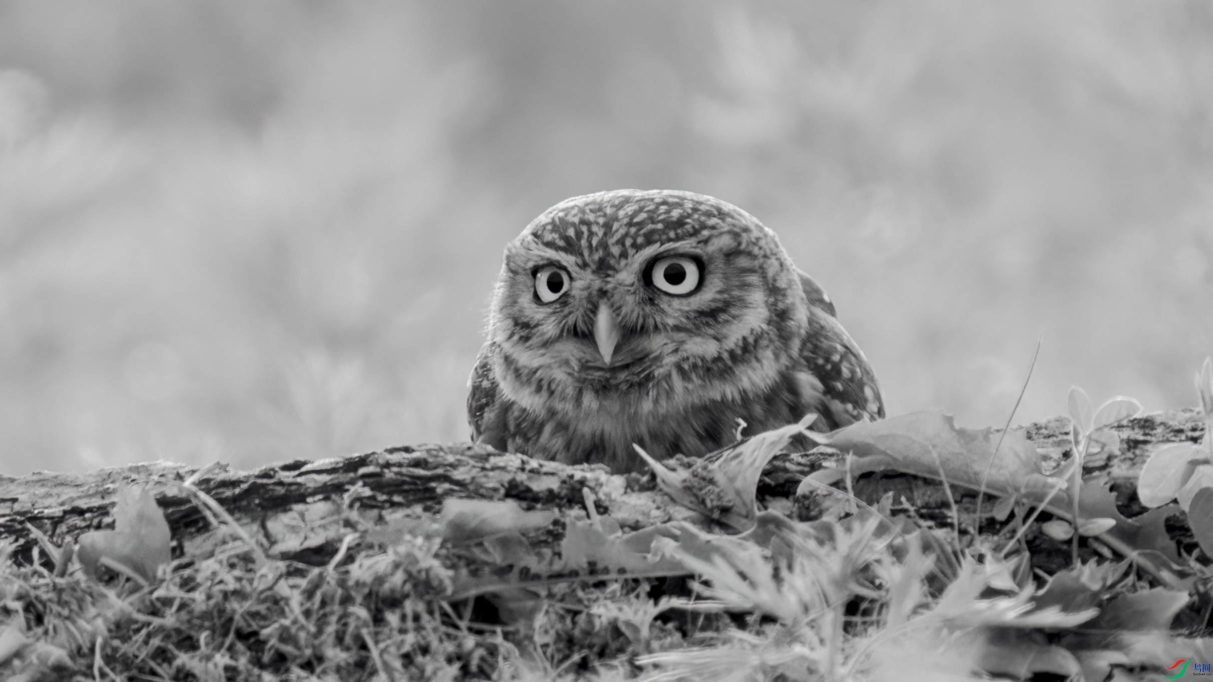 DSC03464 ����.jpg