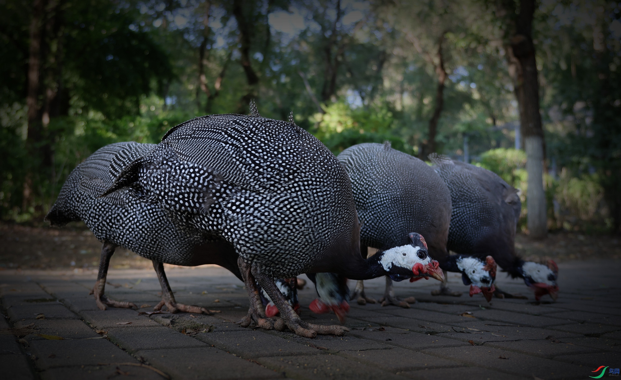 ��ʳ���鼦