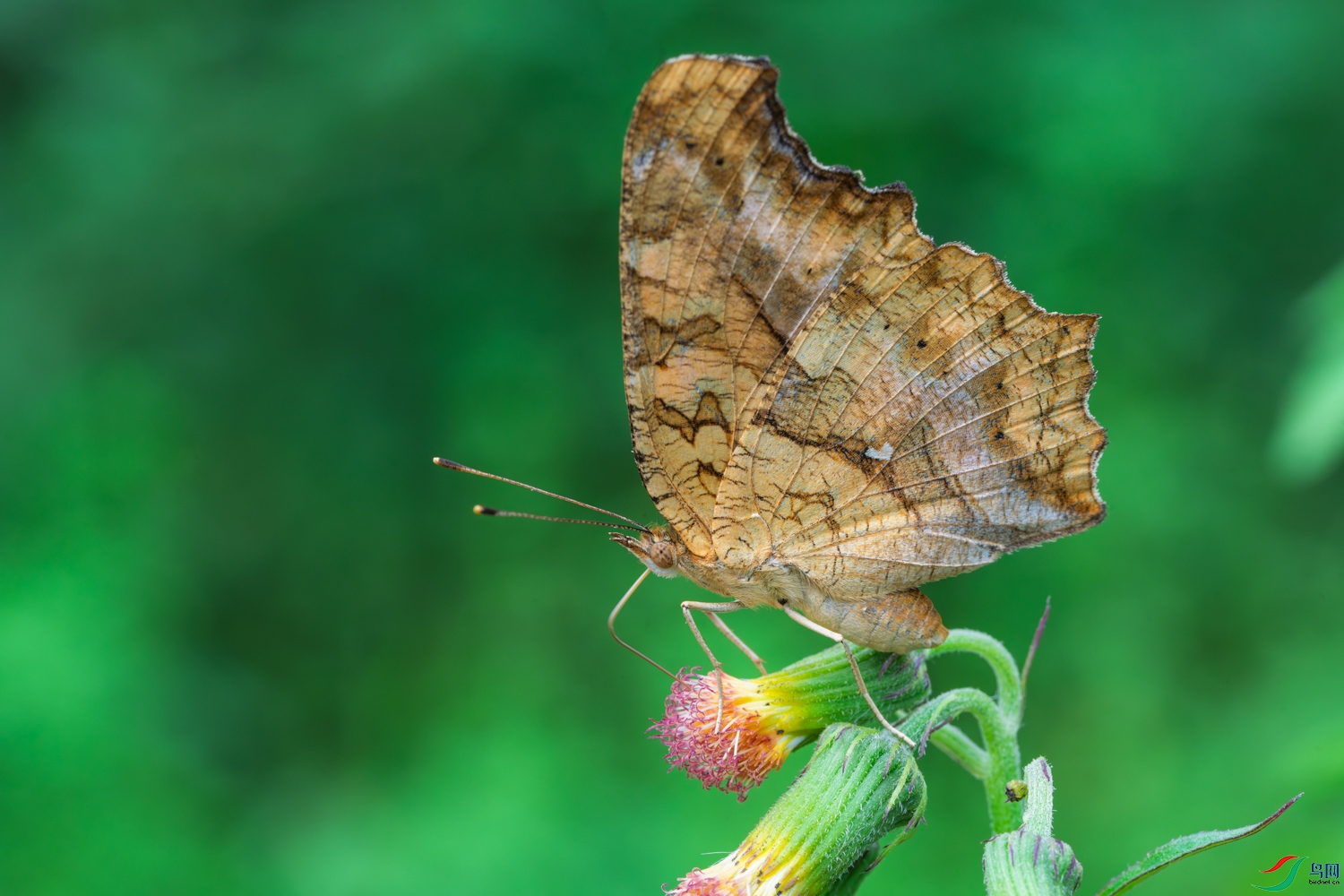 DSC_1558_1.JPG