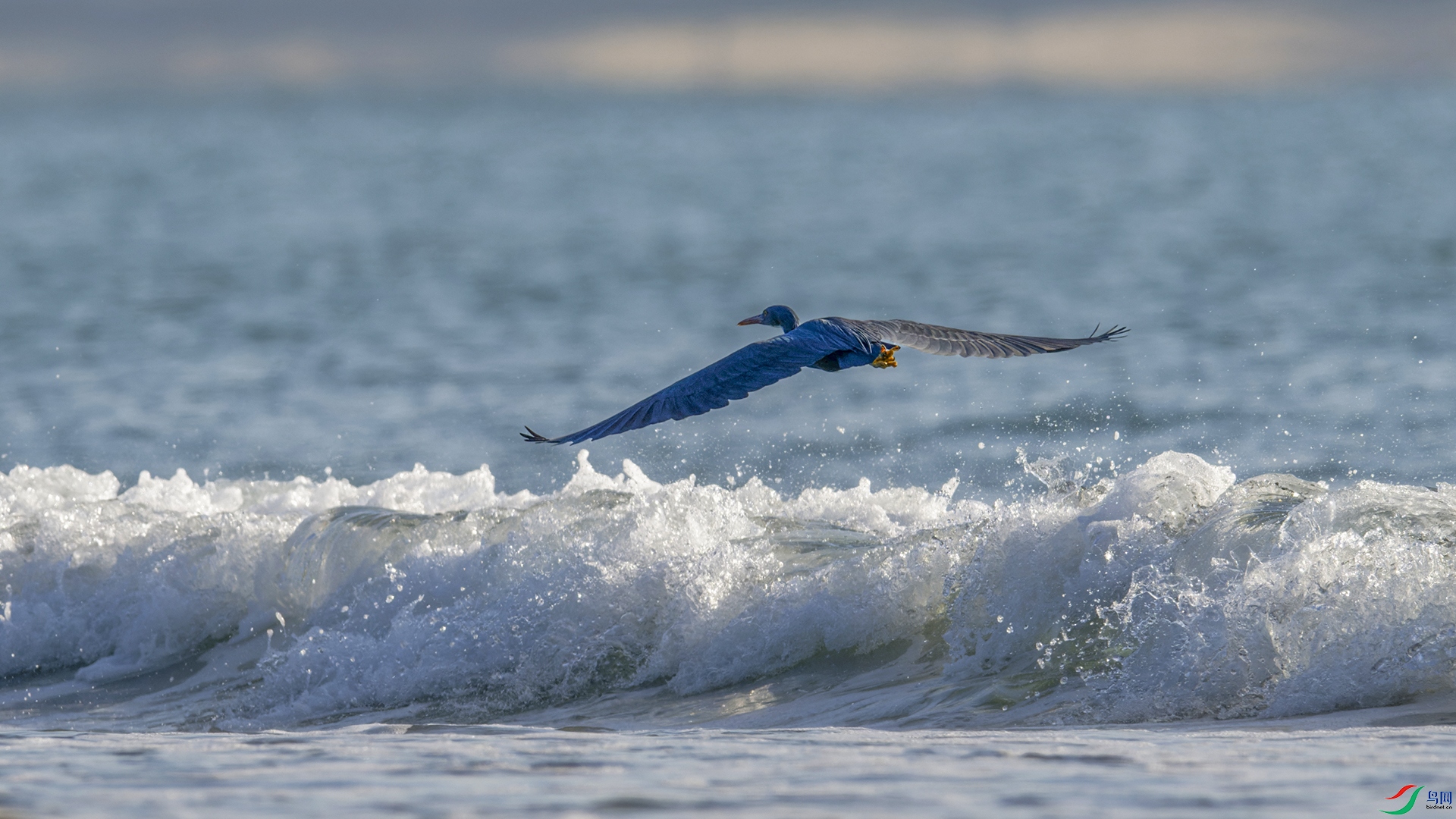 _DSC7070-NEF_DxO_DeepPRIME.jpg