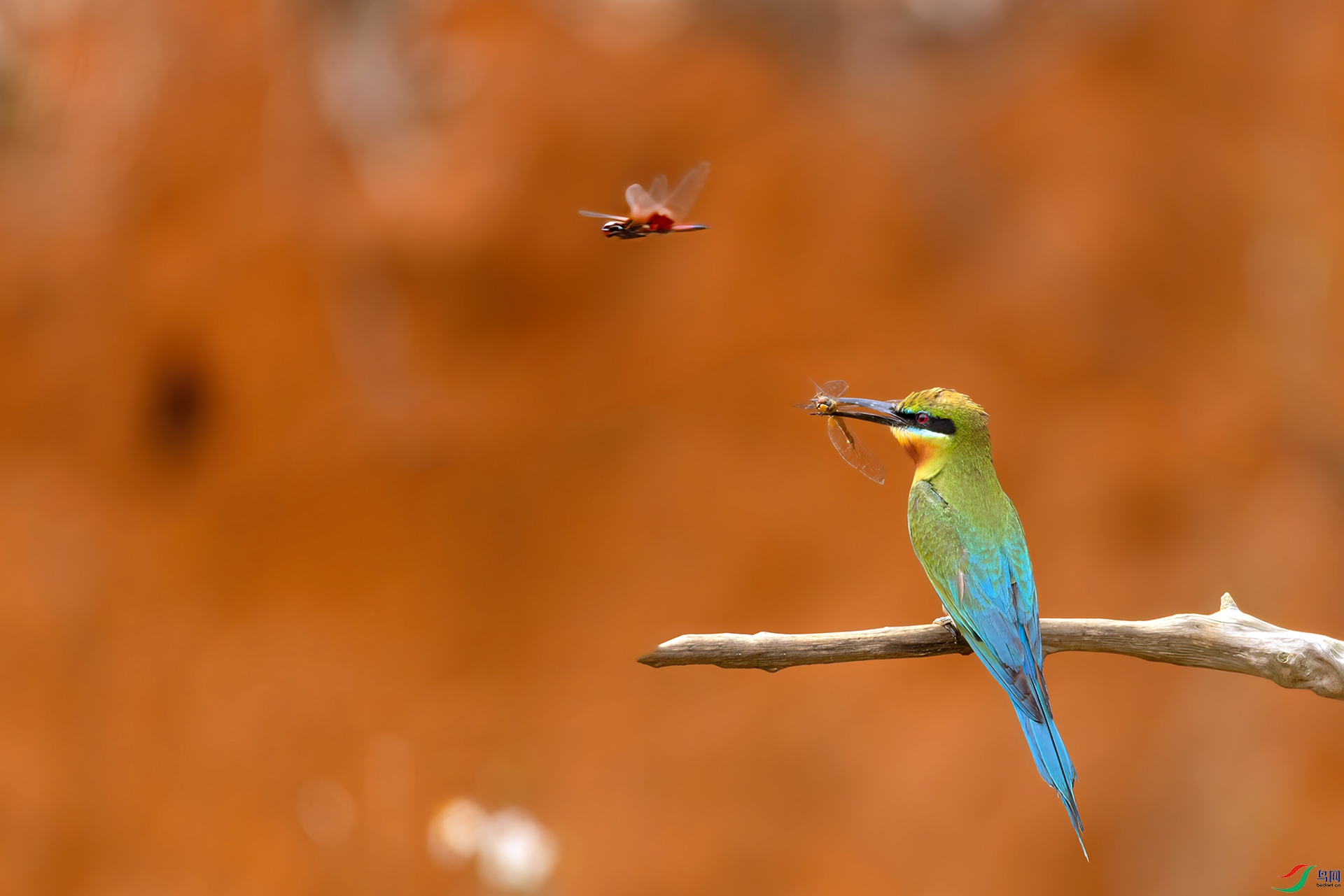 407A7402 ����-Sha----1 .jpg