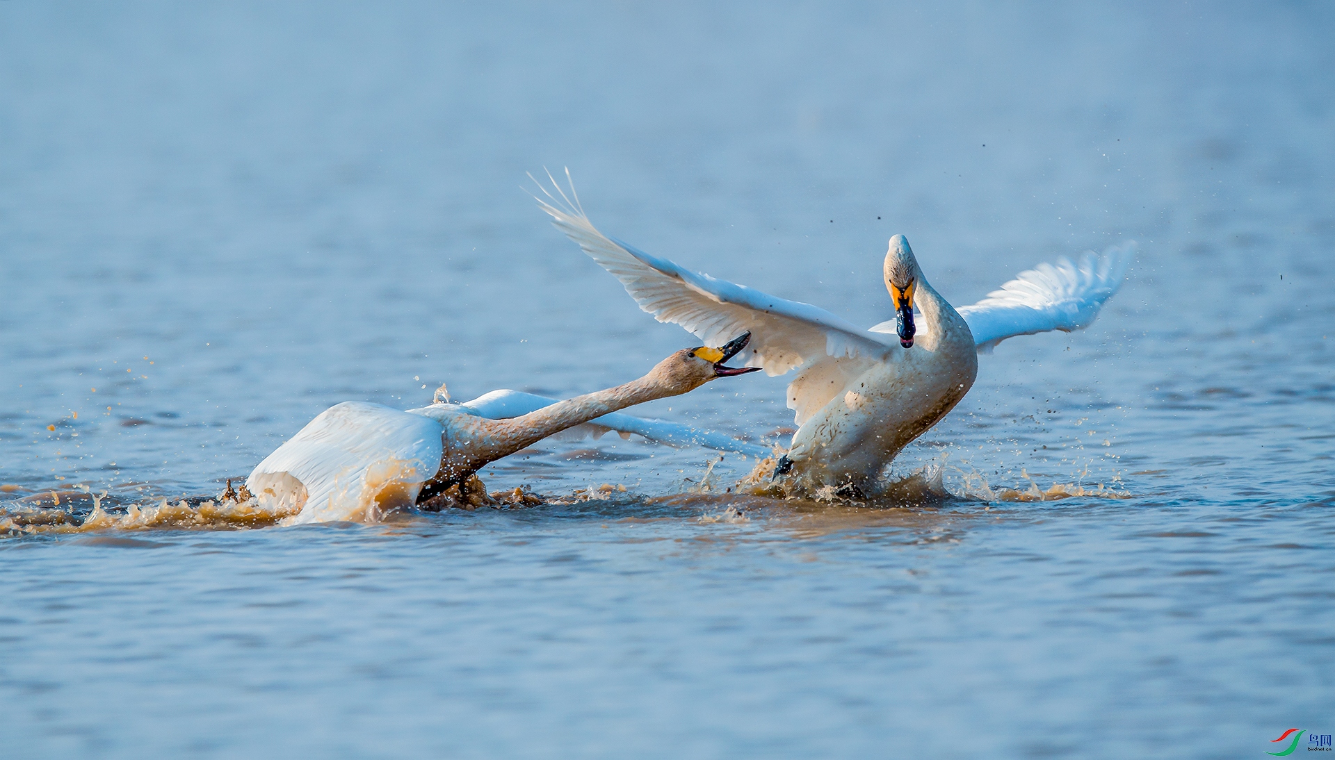 DSC_С���1 - ����1.jpg