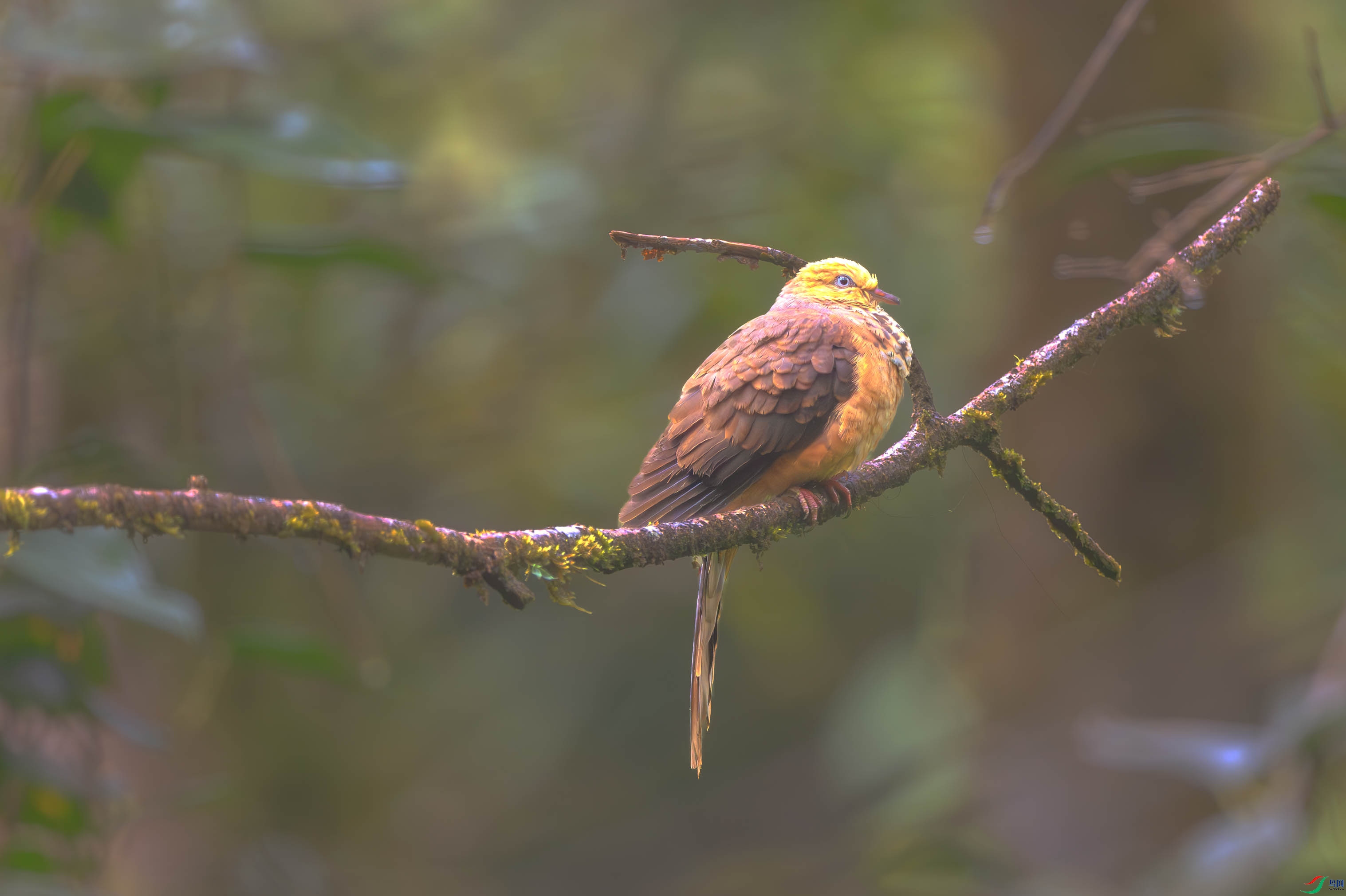 _DSC0589-����ǿ-NR ����1.jpg