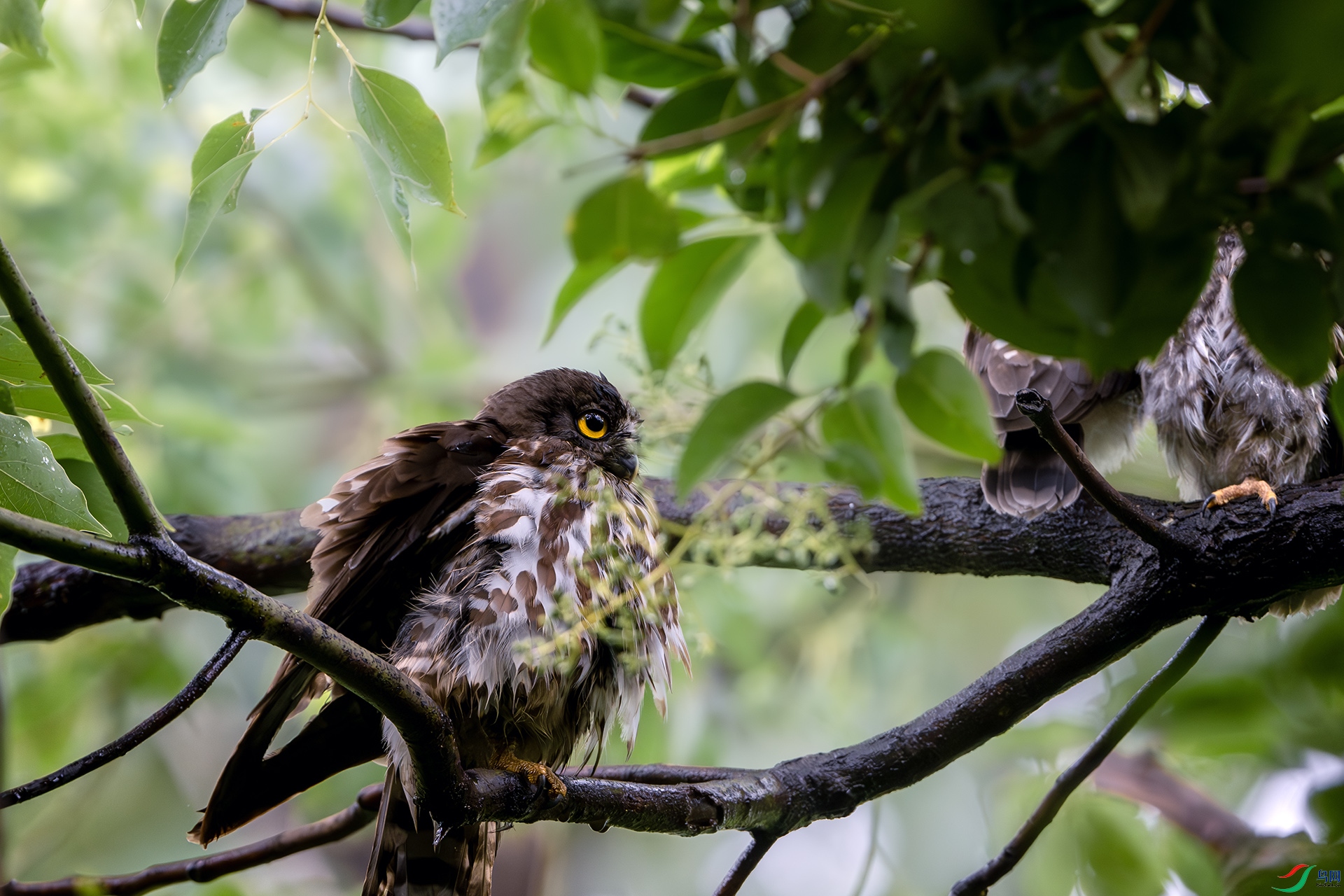 DSC_9437-����ǿ-NR ����.jpg