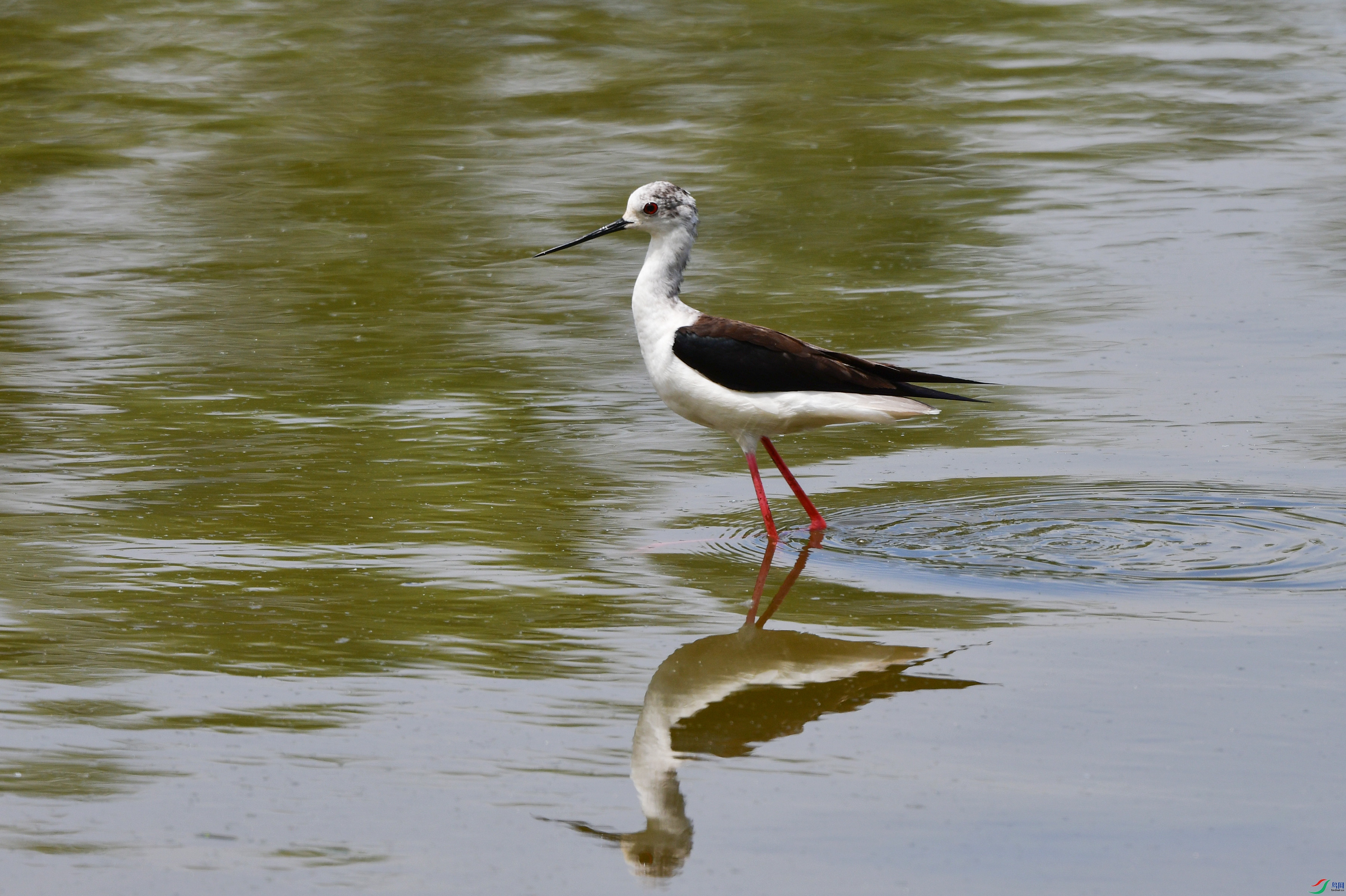 DSC_1804-.jpg