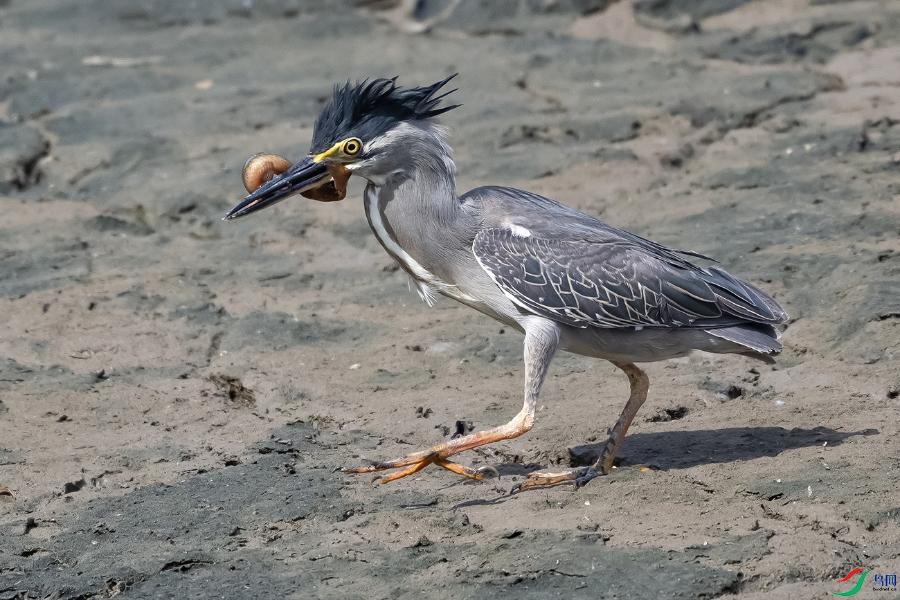 DSC_3096---.jpg