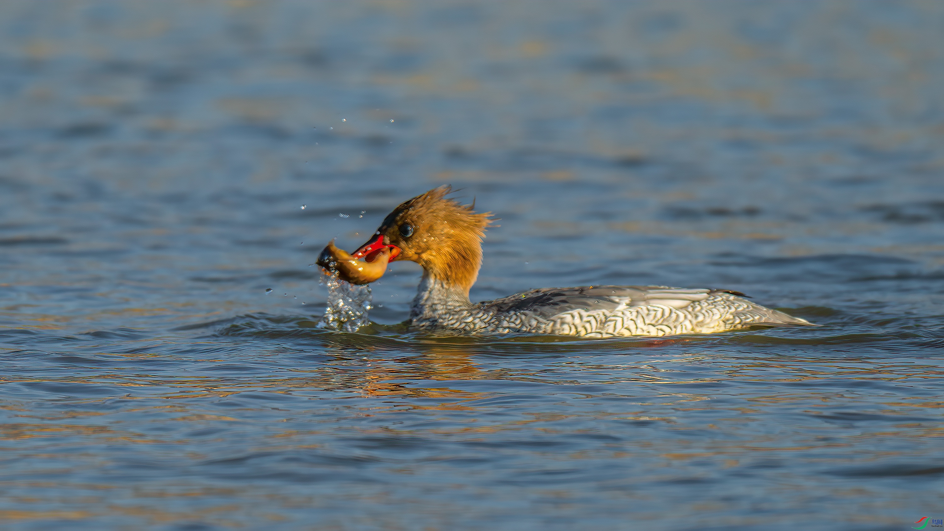 DSC_2090-����ǿ-NR.jpg