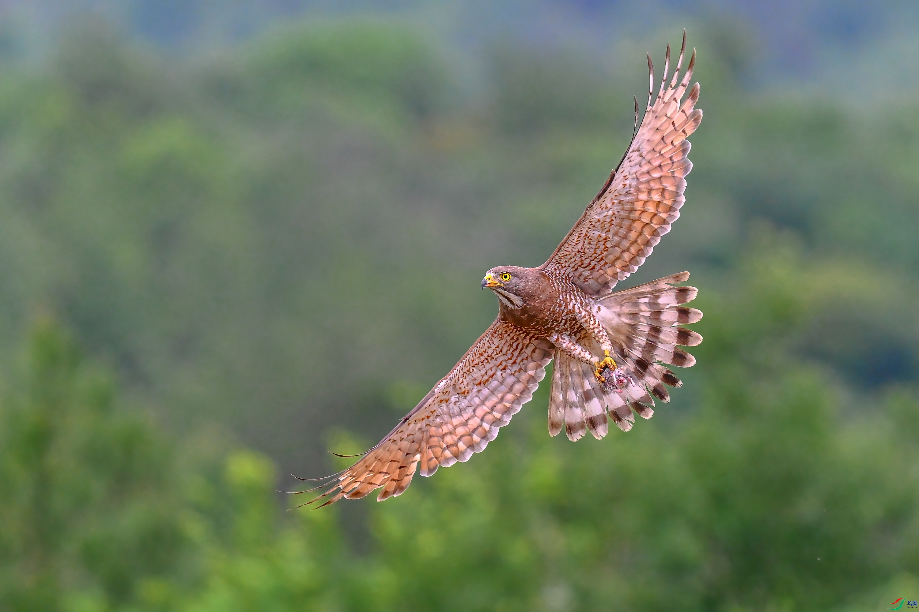 DSC_9198AB.jpg