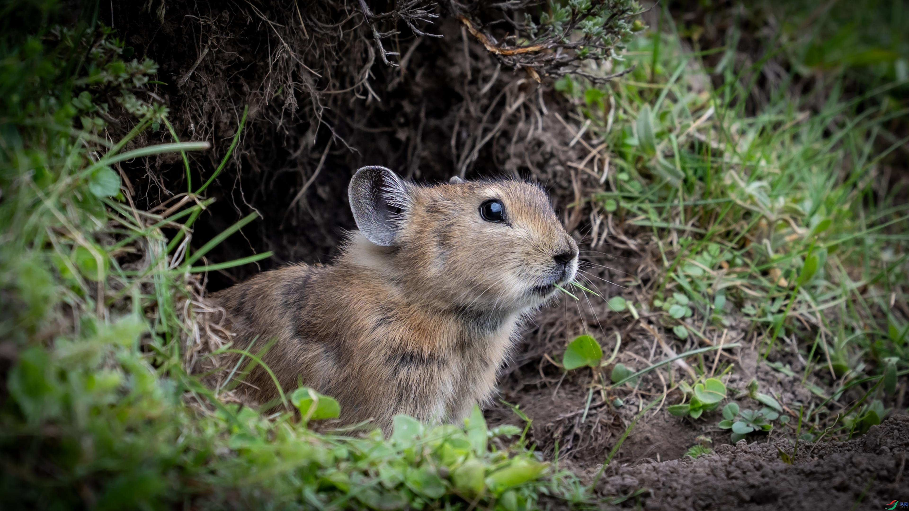 �ڴ�����