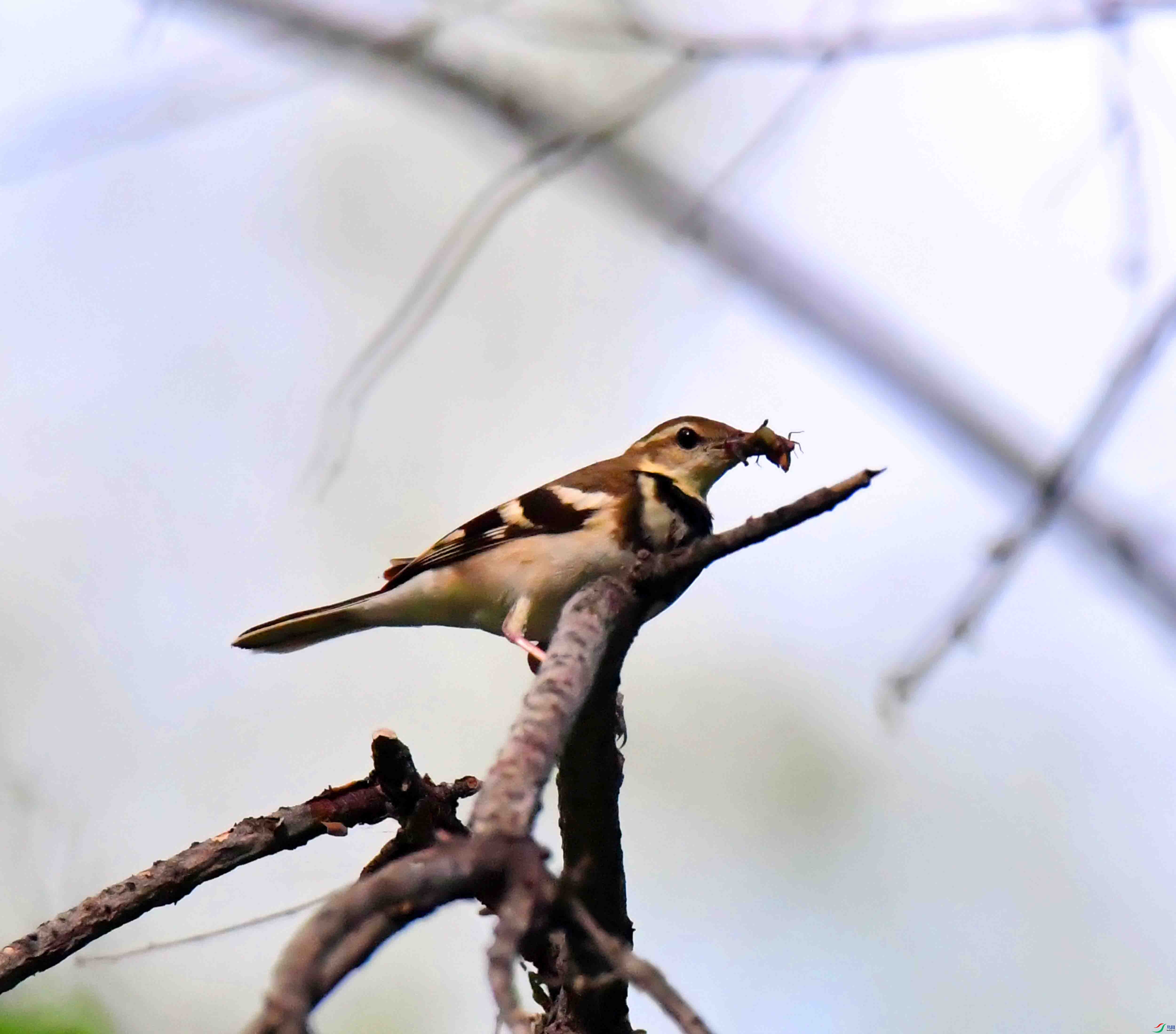 DSC_7966.JPG