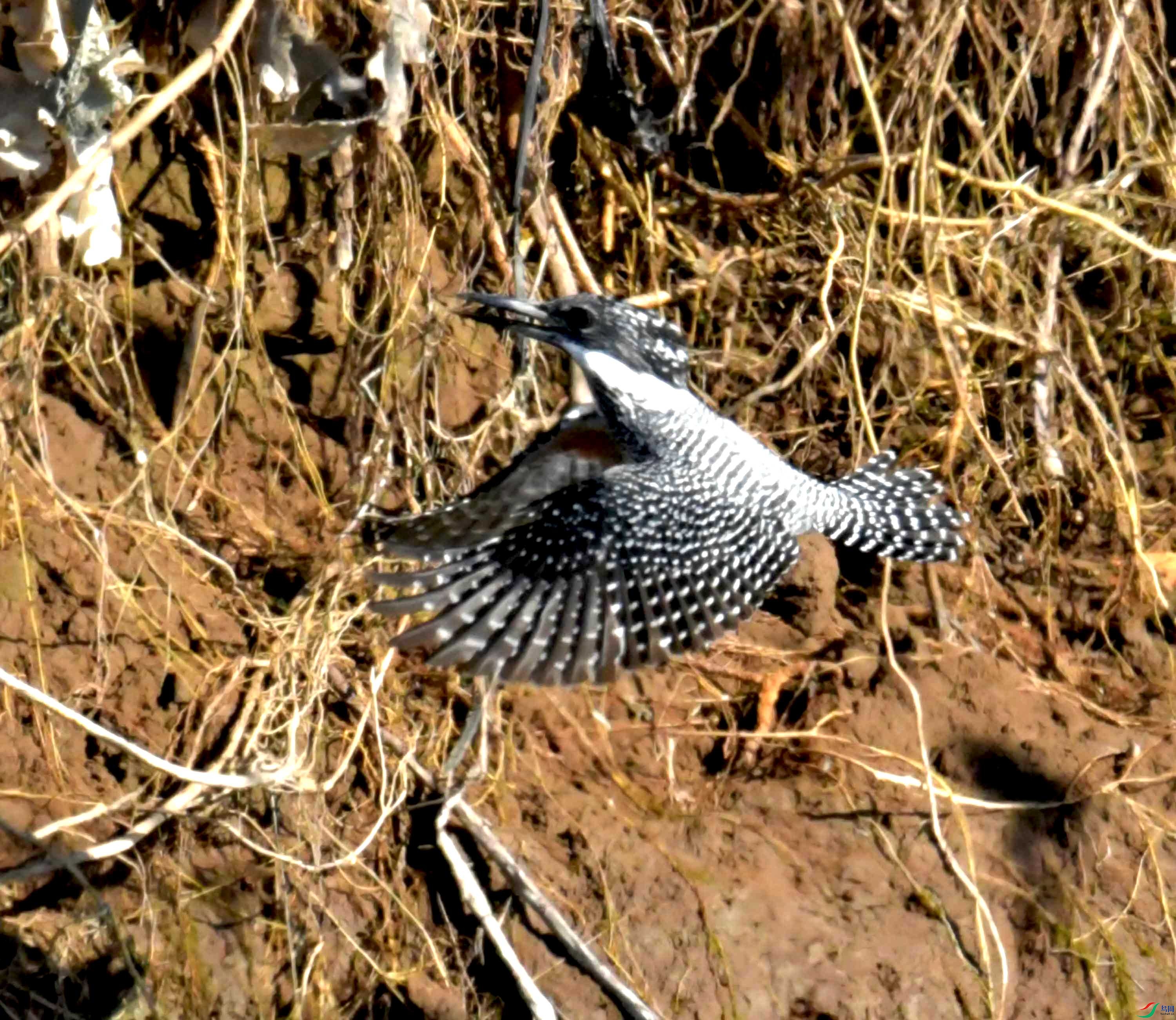 DSC_0901.JPG