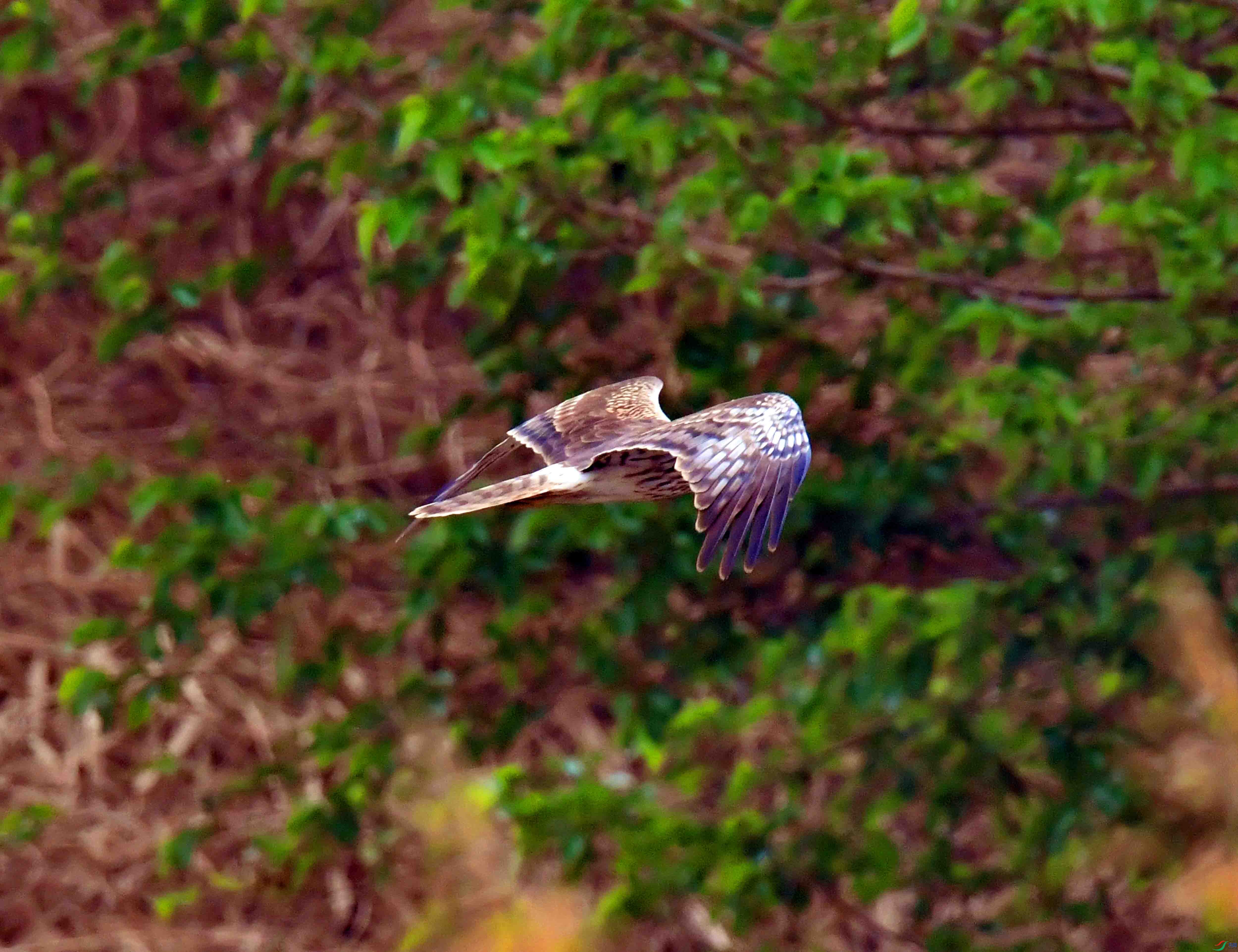 DSC_3557.JPG