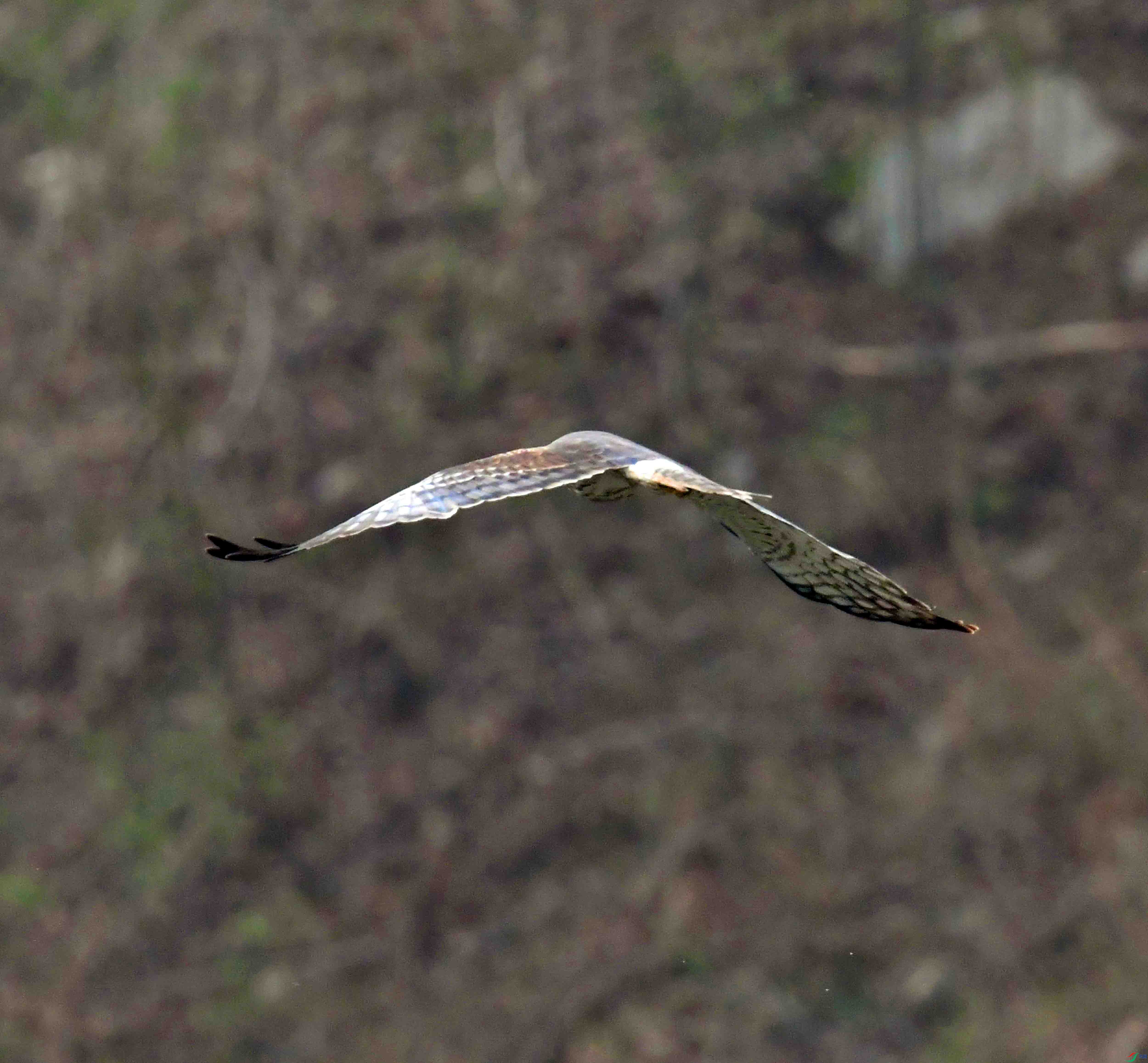 DSC_3587.JPG