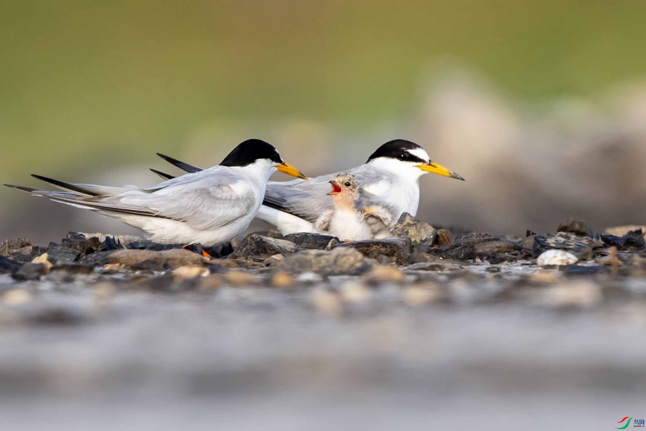 DSC_4233 ����.jpg