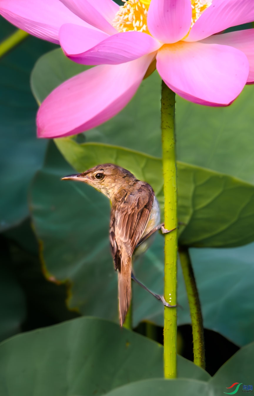 DSC_0337_��ͼ��-����ǿ-NR_1.jpg