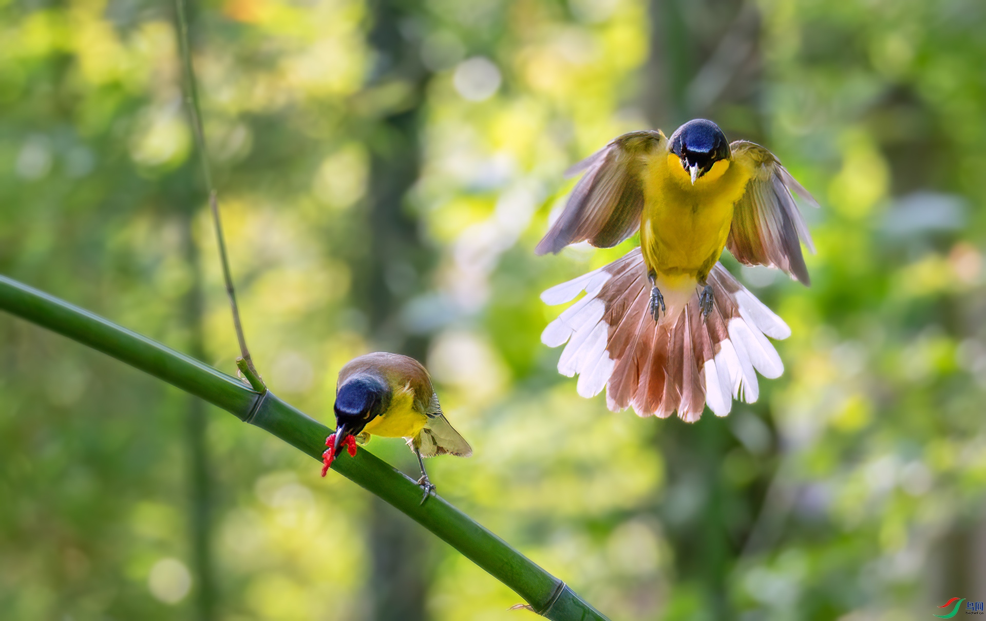 060A0142 ����-Sh----1 .jpg