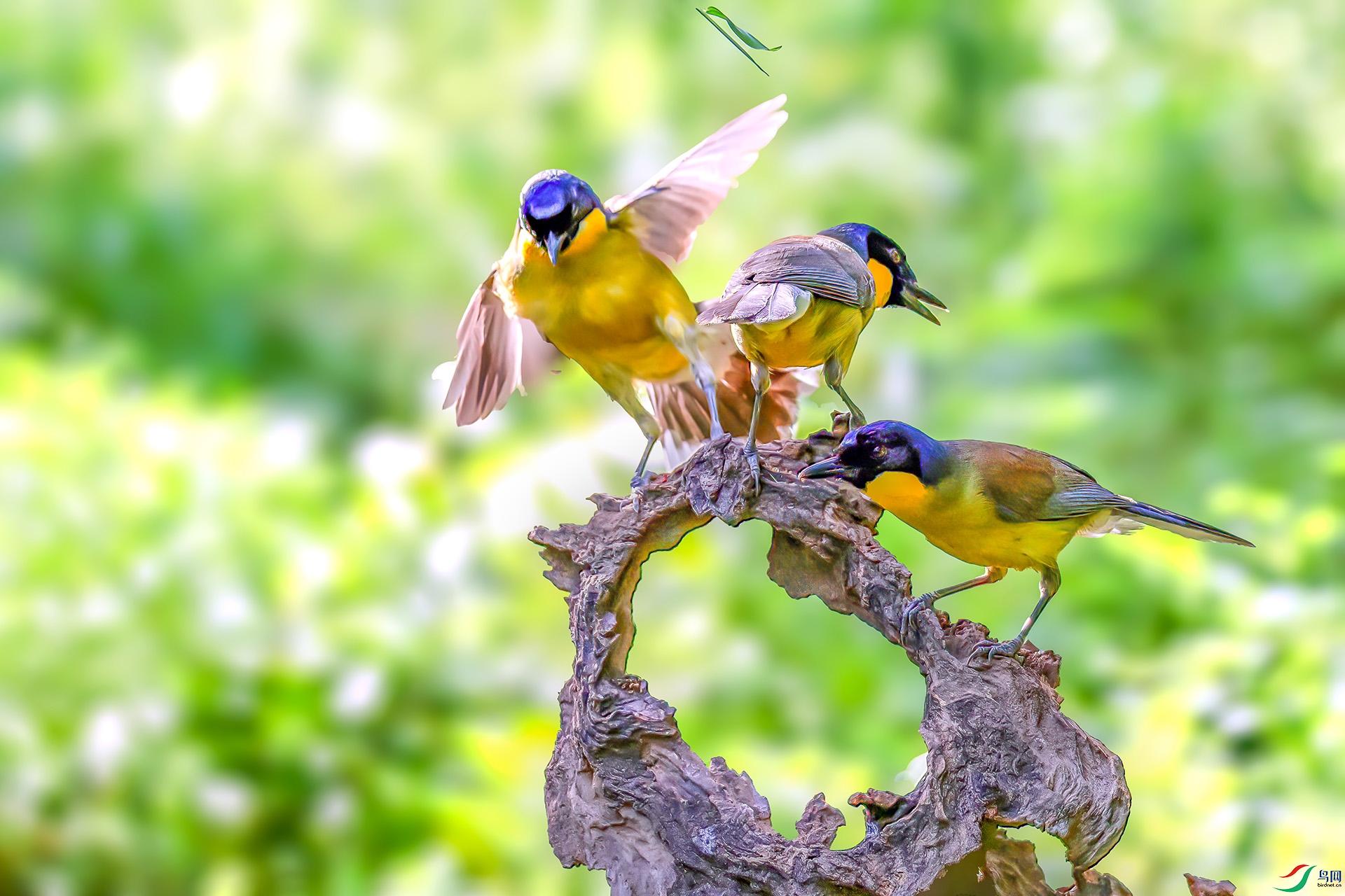 060A0388 ����-Sha----1 .jpg