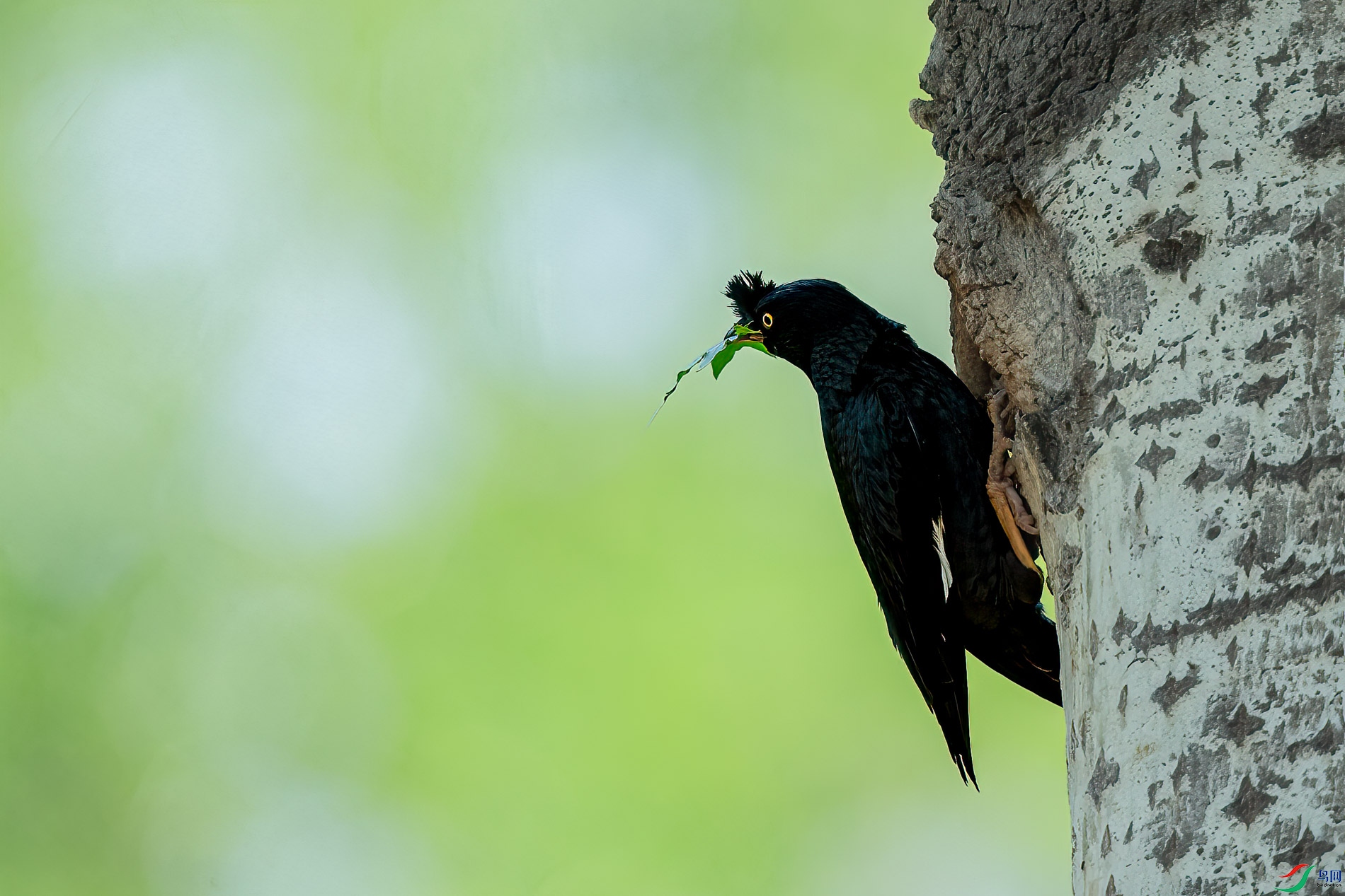 AQ4P9938-1.jpg