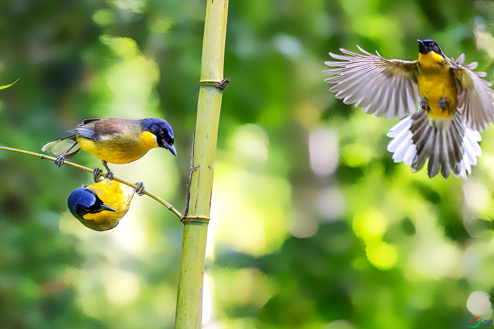 060A6801 ����-Sh---1 .jpg