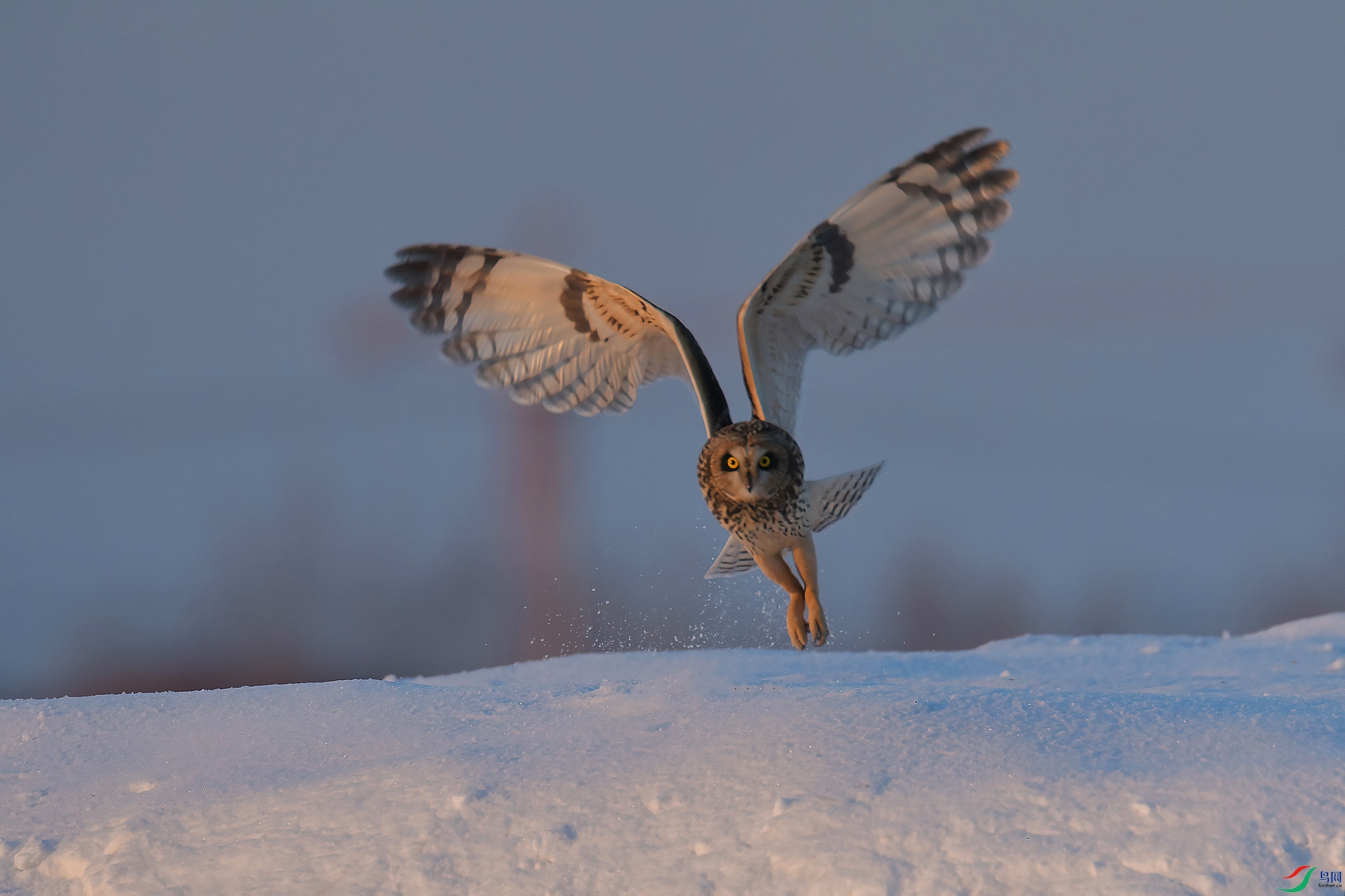 DSC_4186-V.jpg