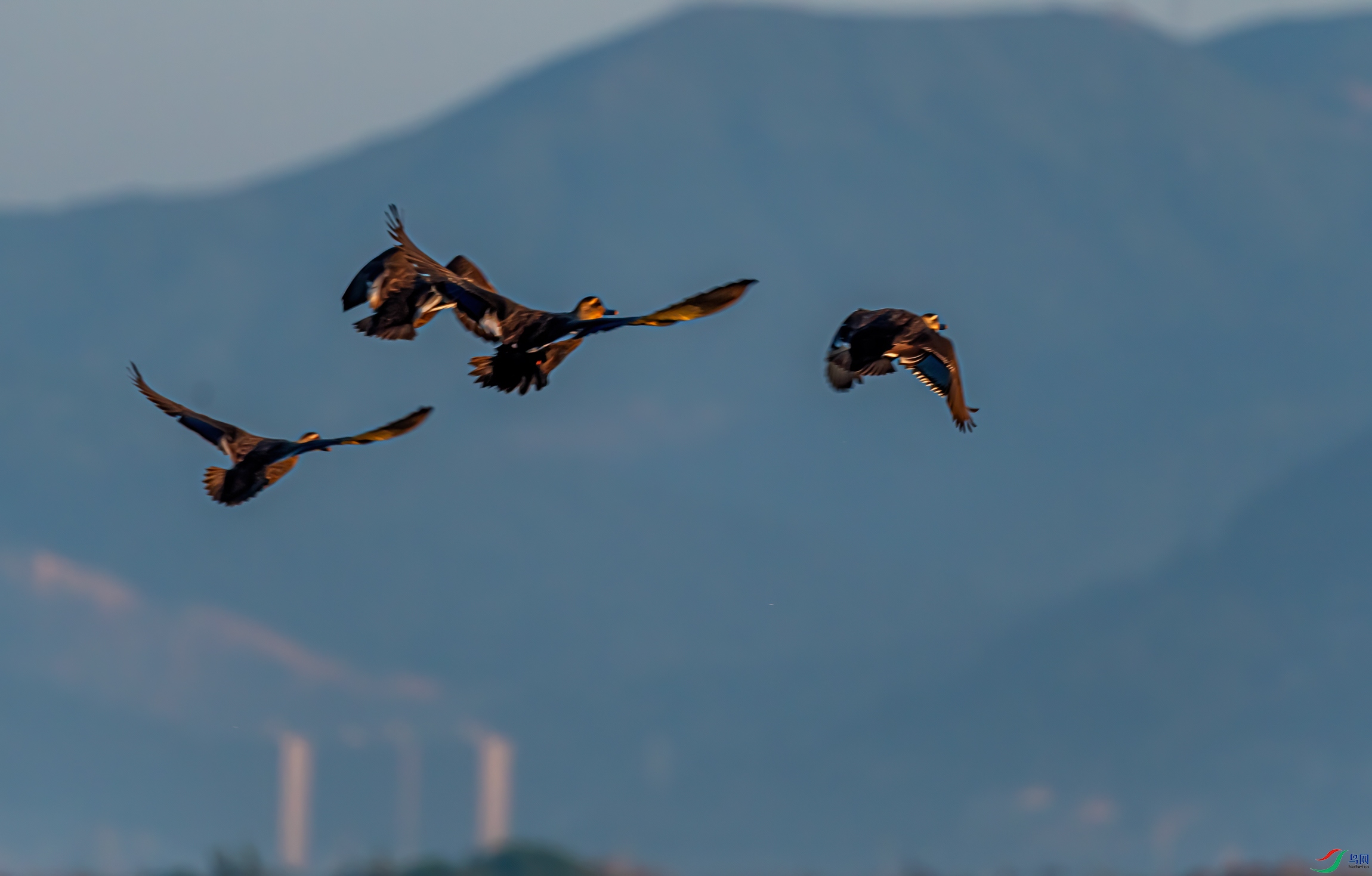 DSC_5993-11.jpg