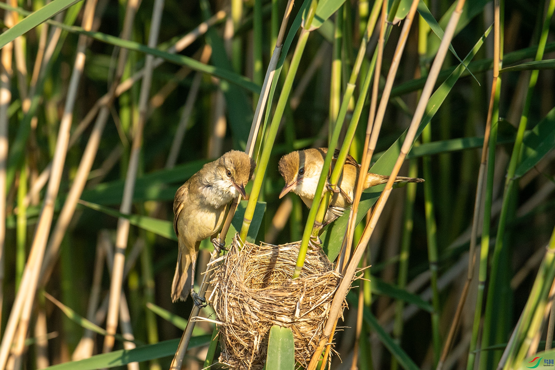 DSC_3098 -1.jpg