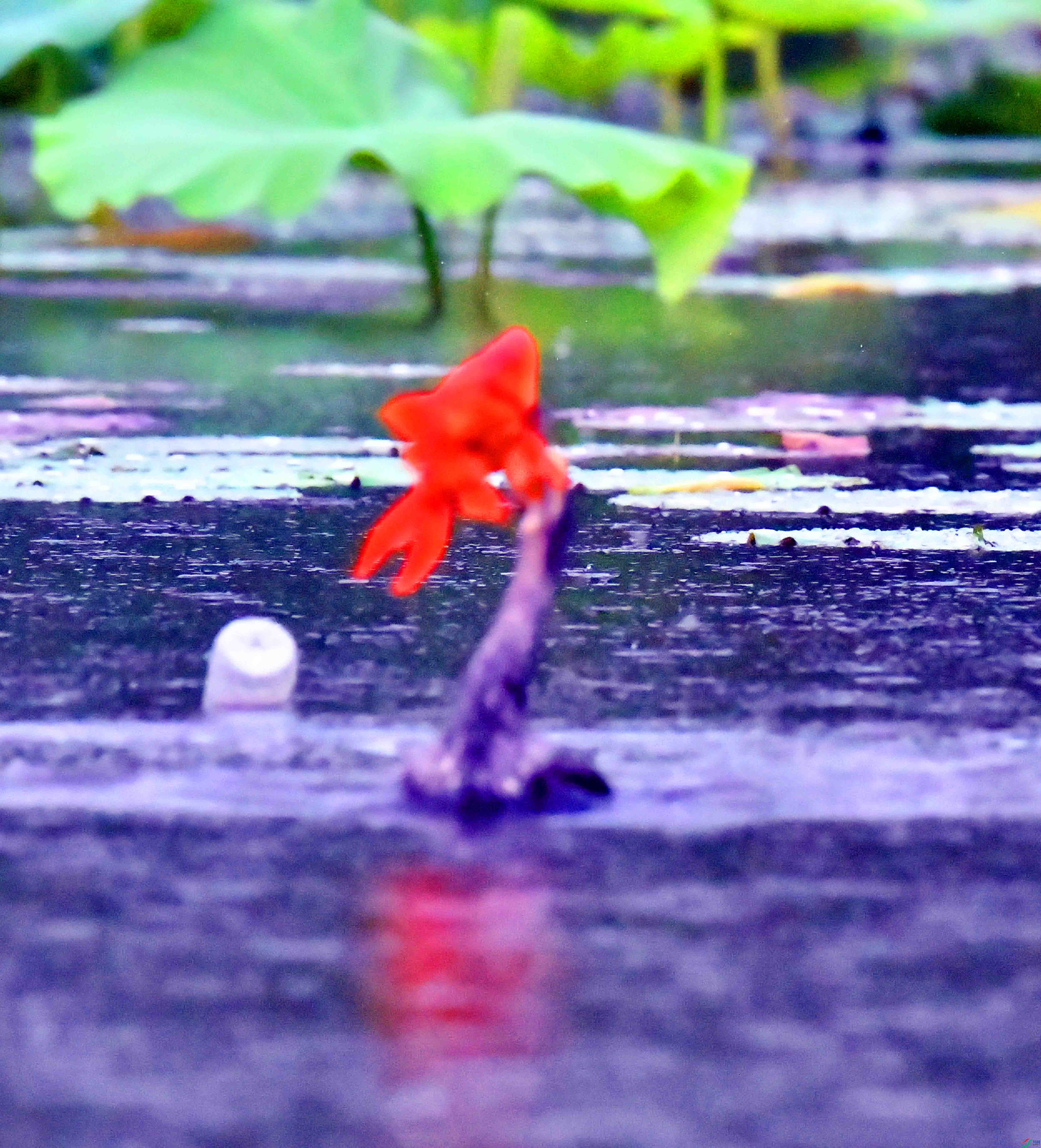 DSC_2786.JPG