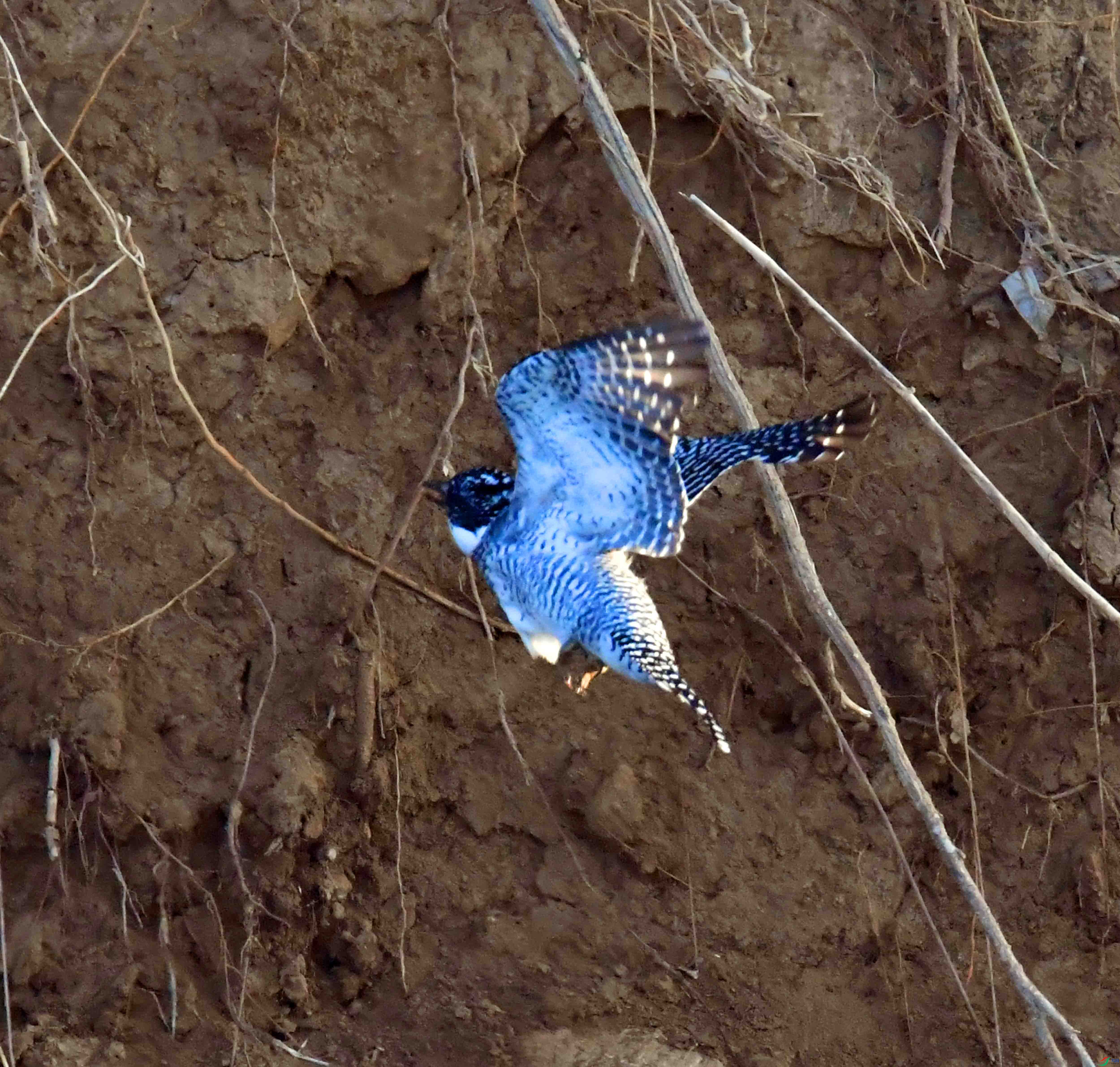 DSC_1103.JPG