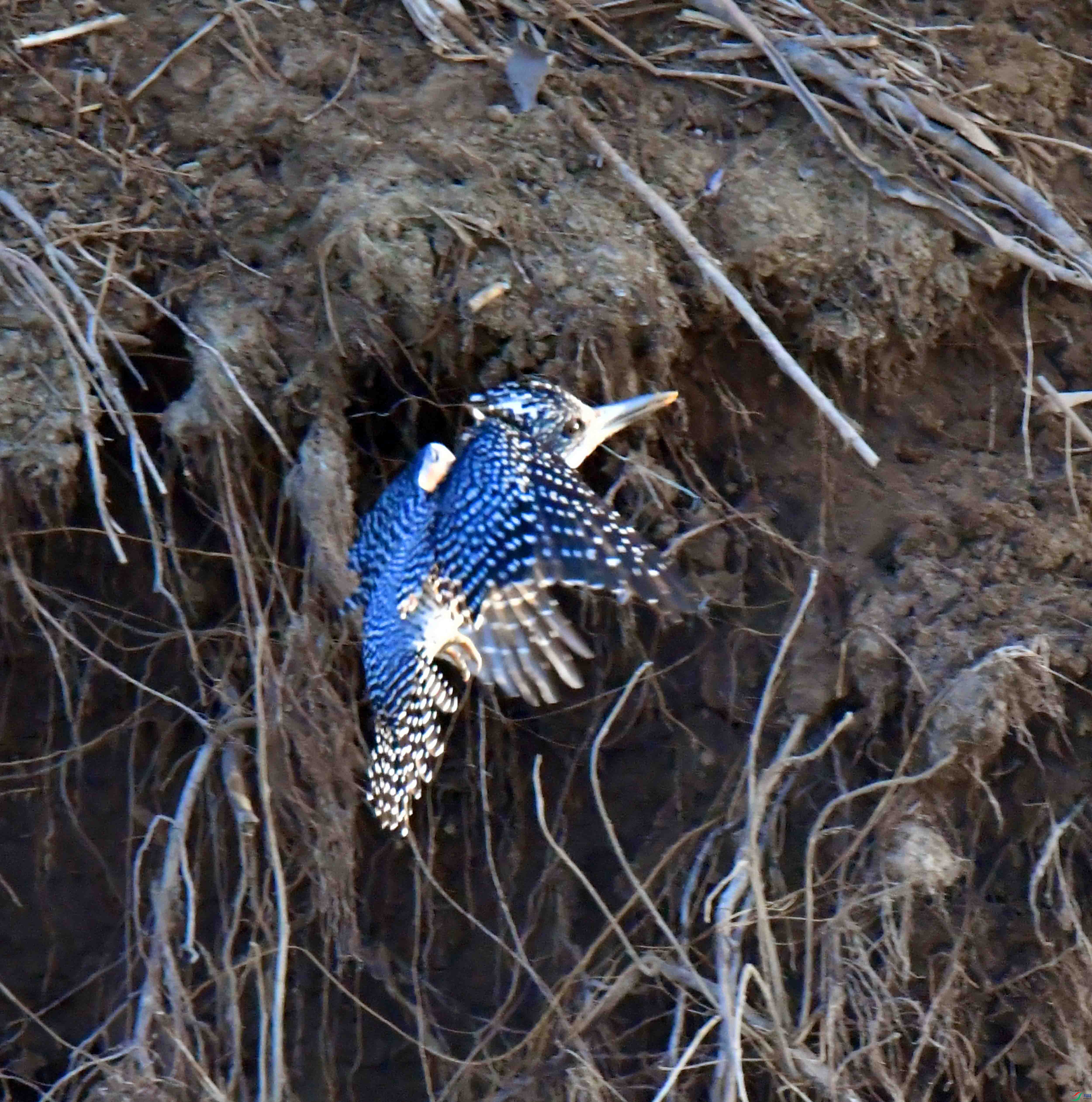 DSC_1161.JPG
