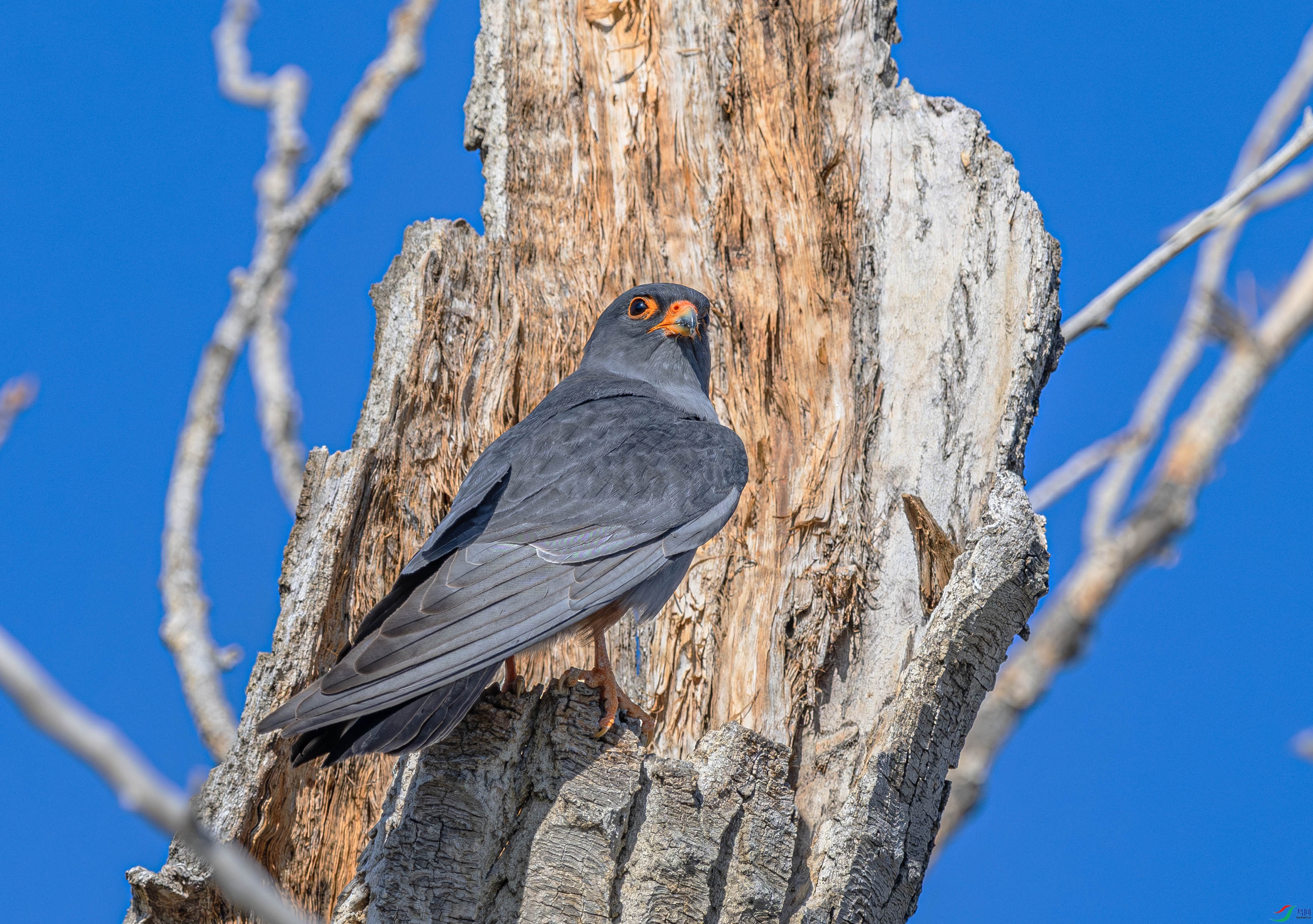 DSC_4557-����ǿ-NR ����.jpg