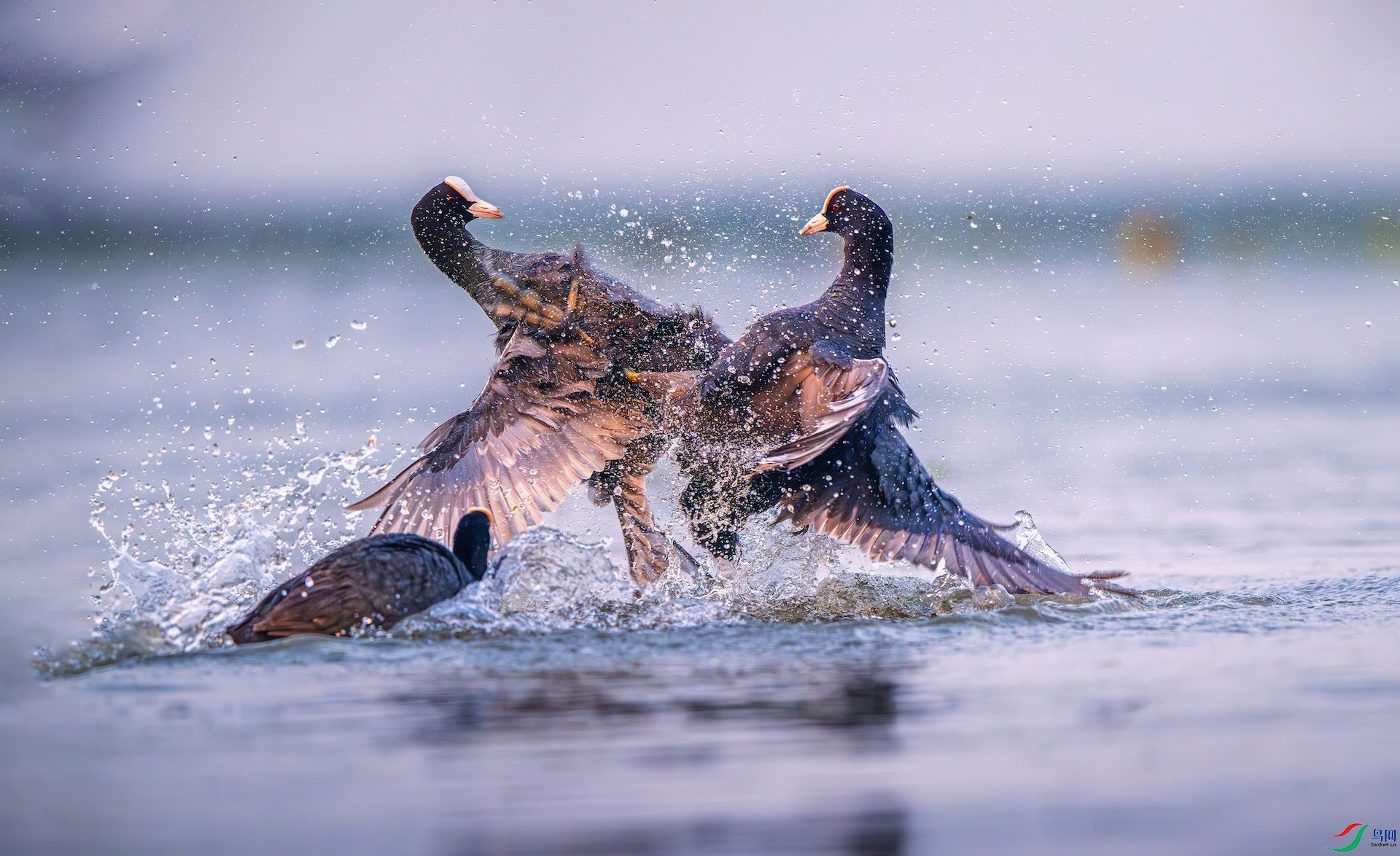 _XXL6951-����ǿ-NR-1-1 2.jpeg