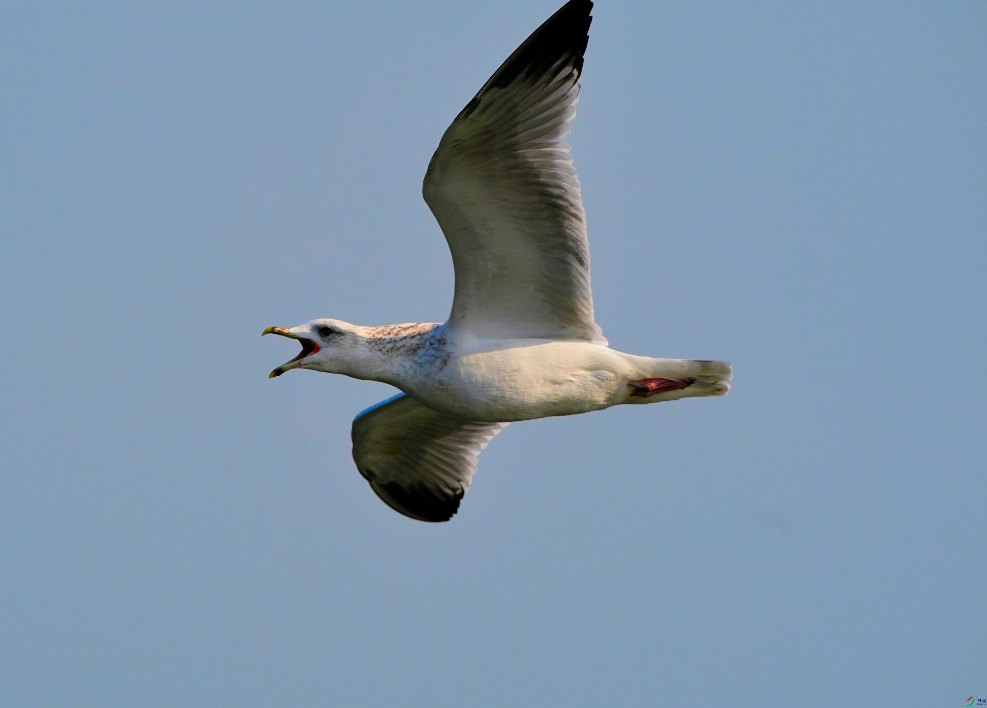 DSC04215.JPG