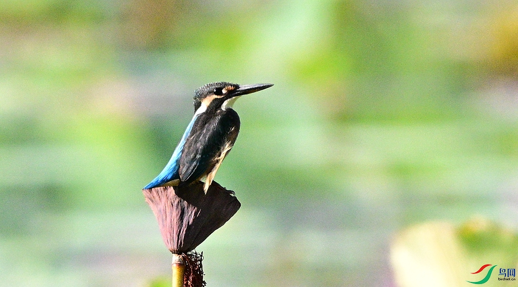 DSC_0593.JPG