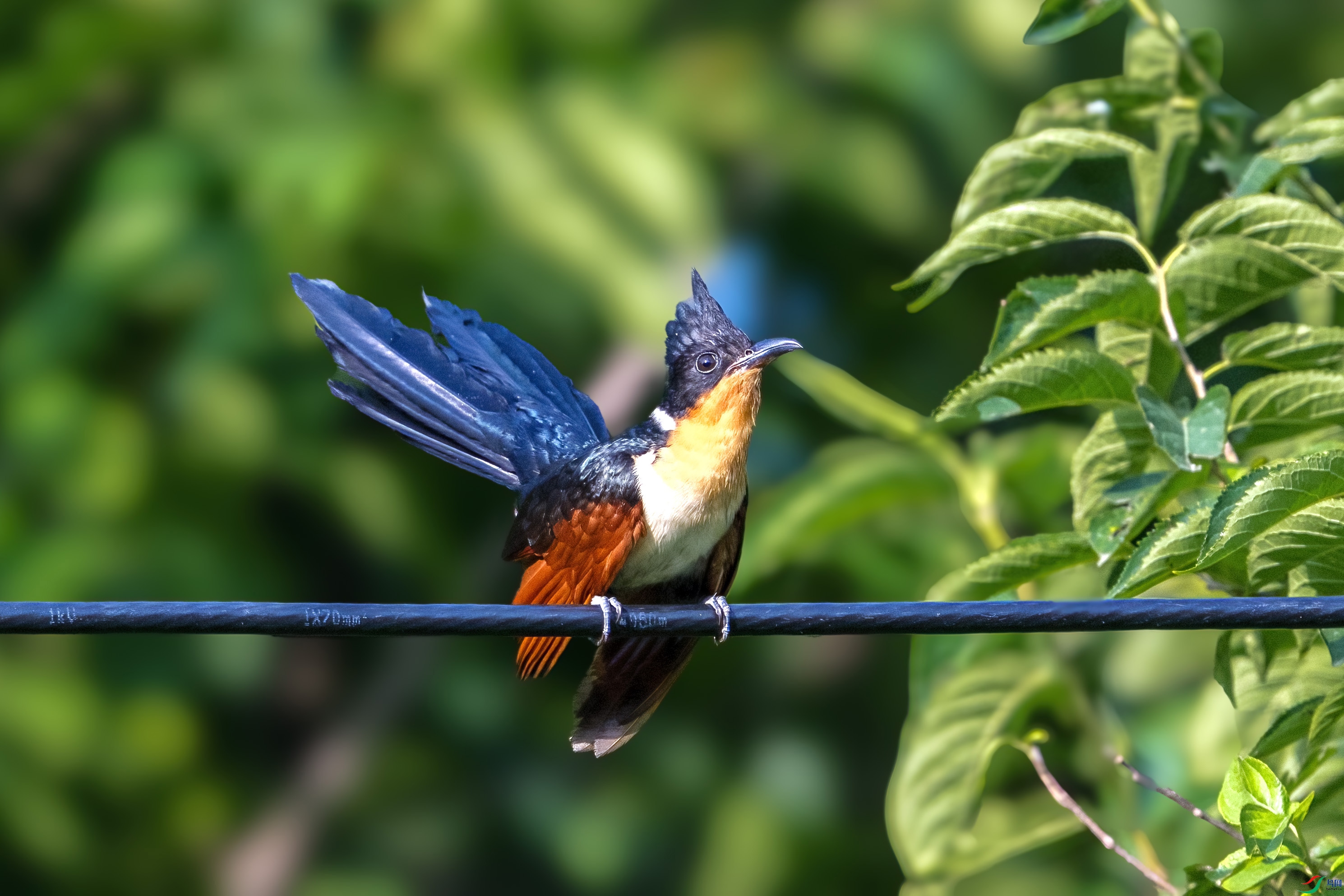 DSD_7445.jpg