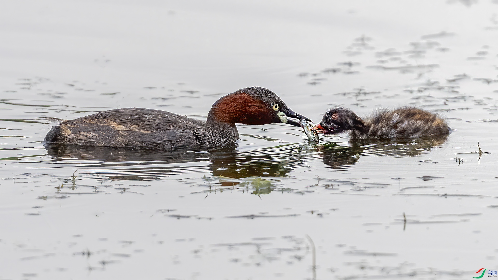 DSC_8528-.jpg
