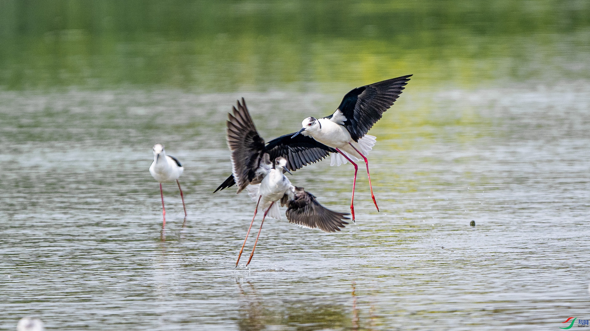 DSC_7707 ����.jpg