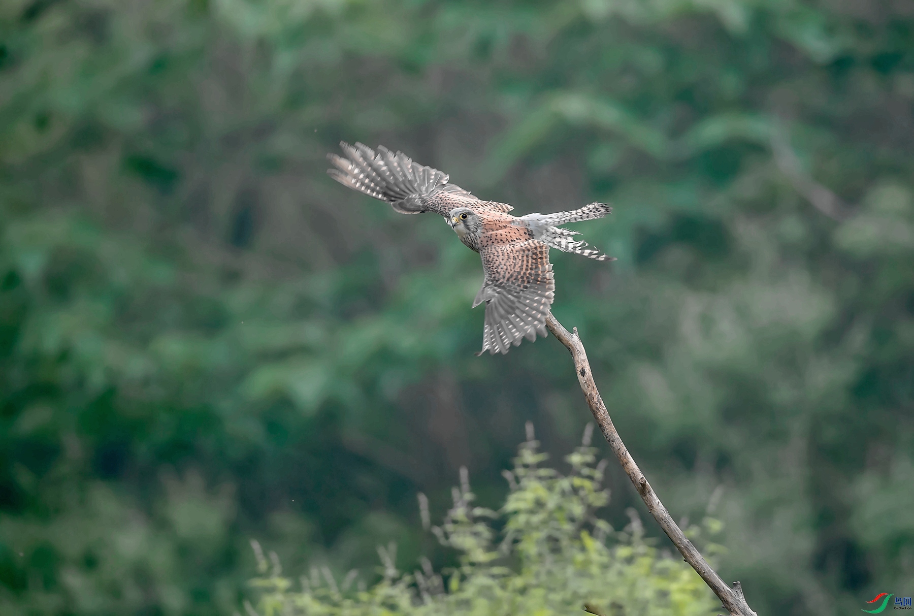 DSC_7858_����.jpg
