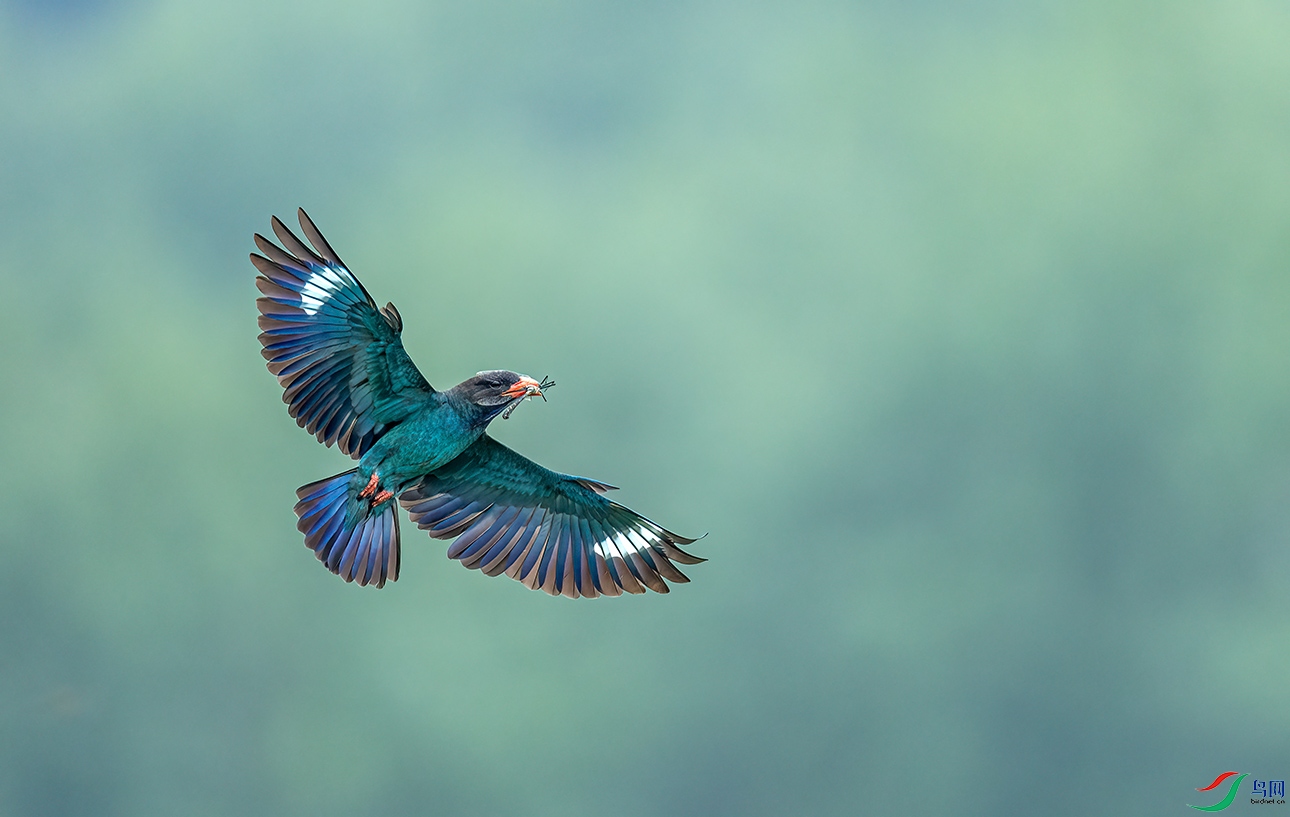 _C2A1178 ����.jpg