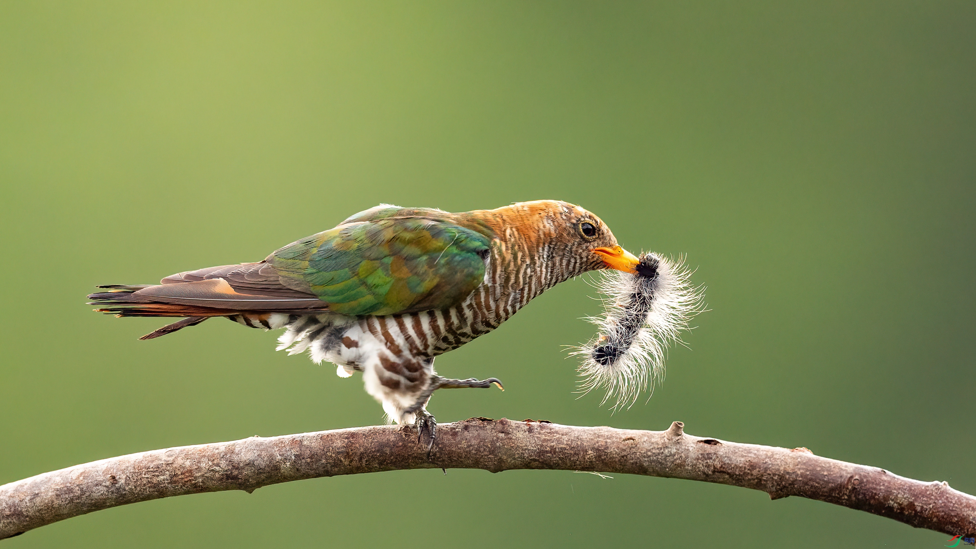 048A4425 ����.jpg