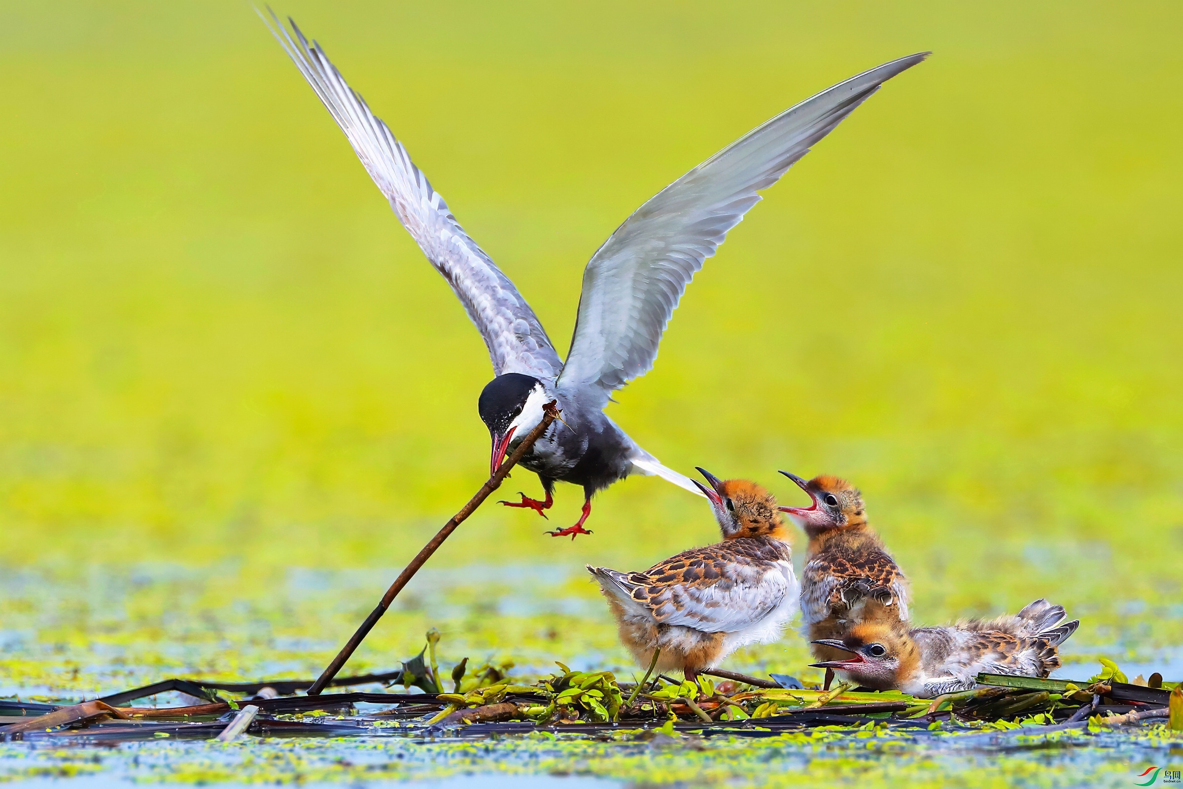 IMGL7054-topaz-sharpen-denoise (2).jpg