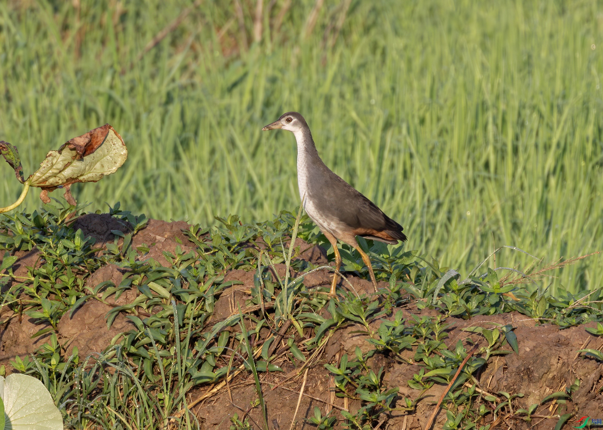 2I1A3410-����ǿ-NR ����.jpg