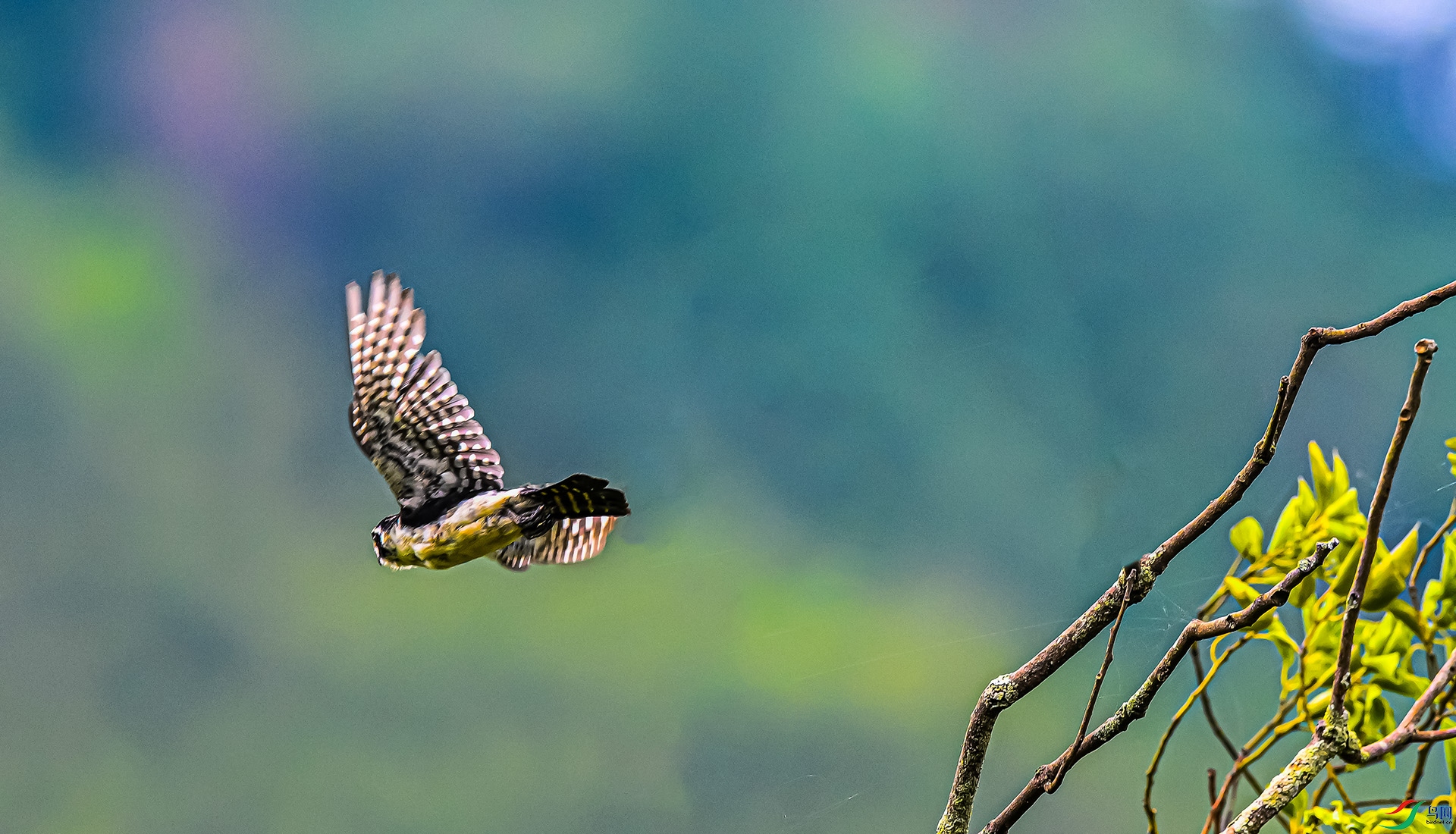 ����С��