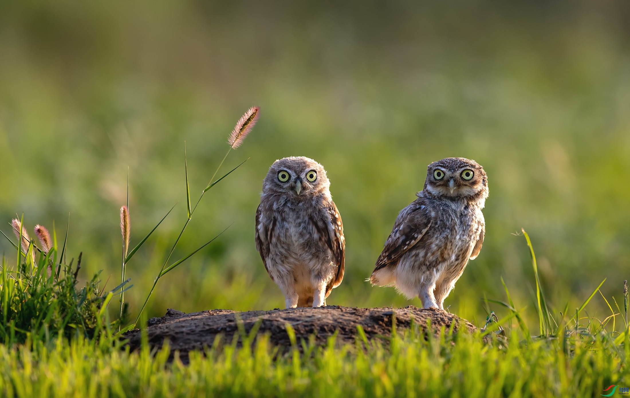 ���Ƹ�С�^