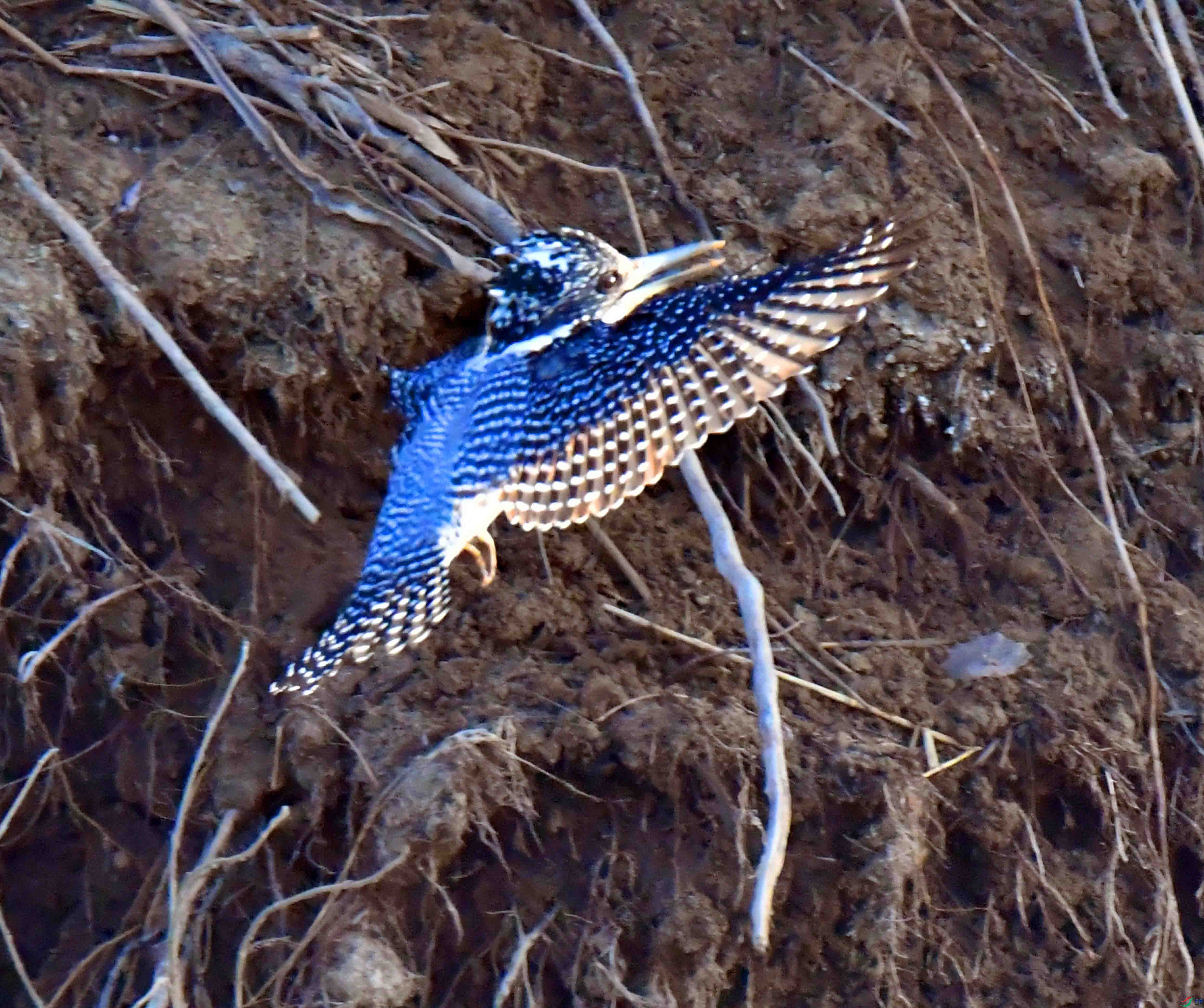 DSC_1162.JPG