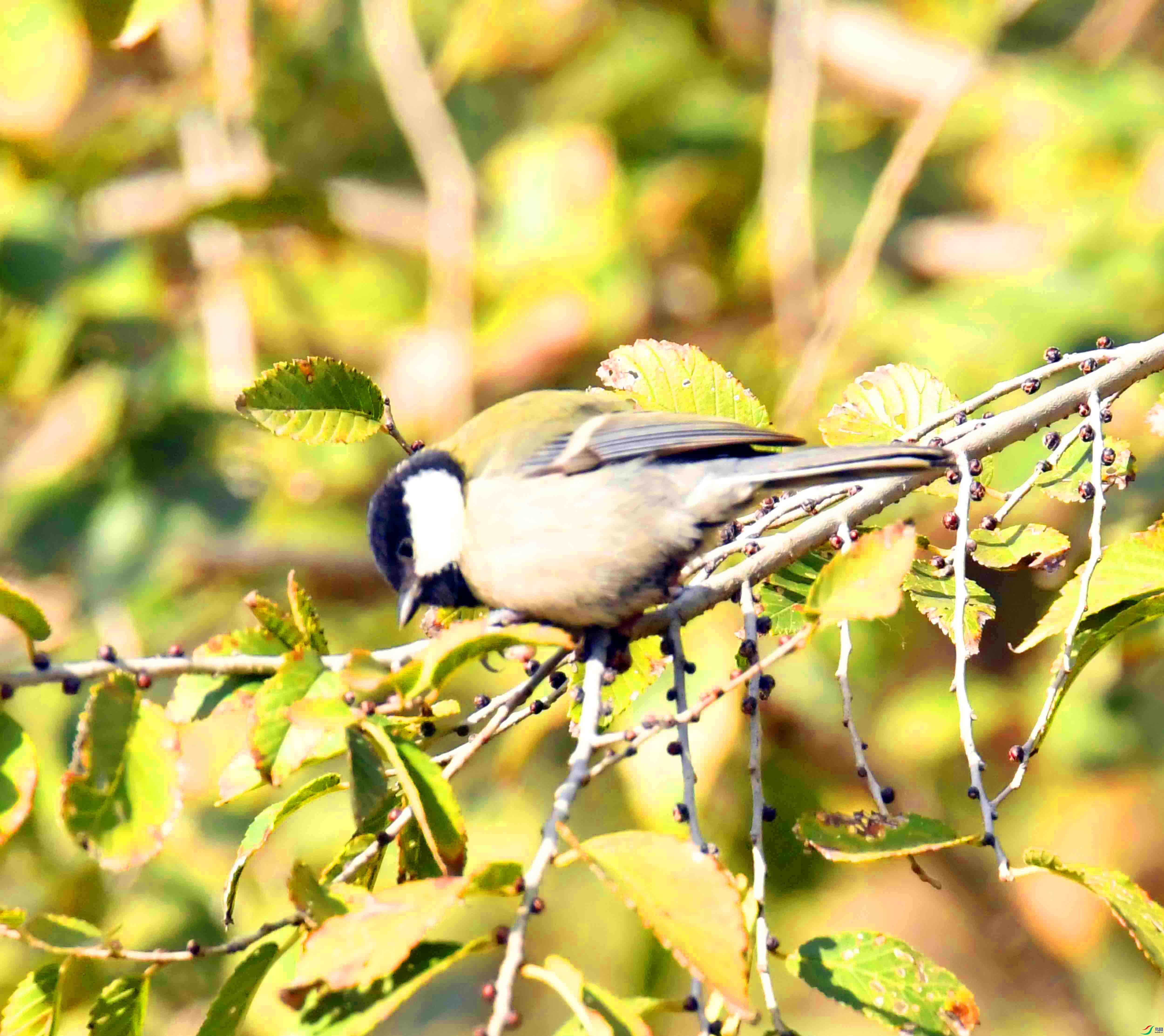 DSC_8051.JPG