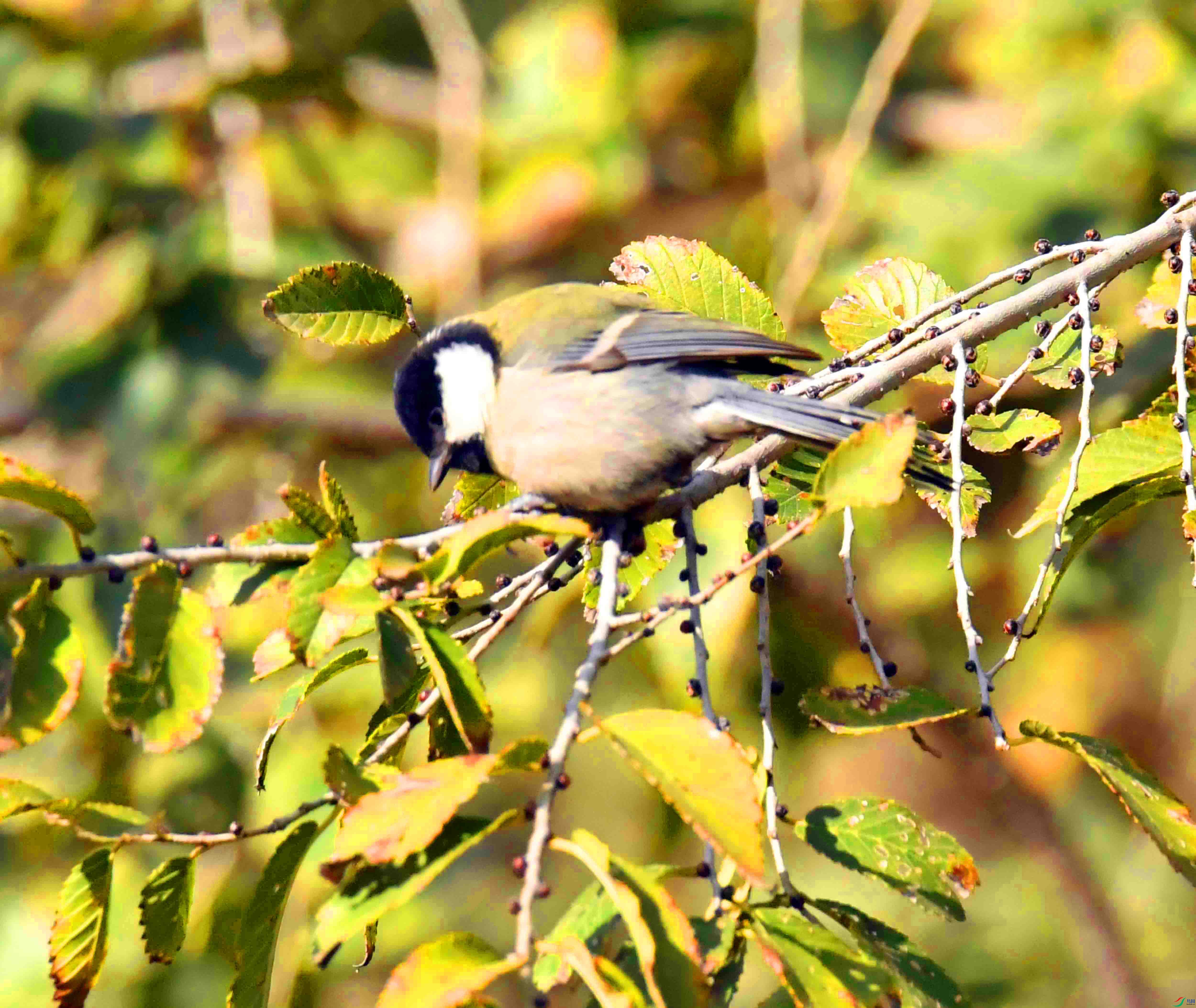 DSC_8050.JPG